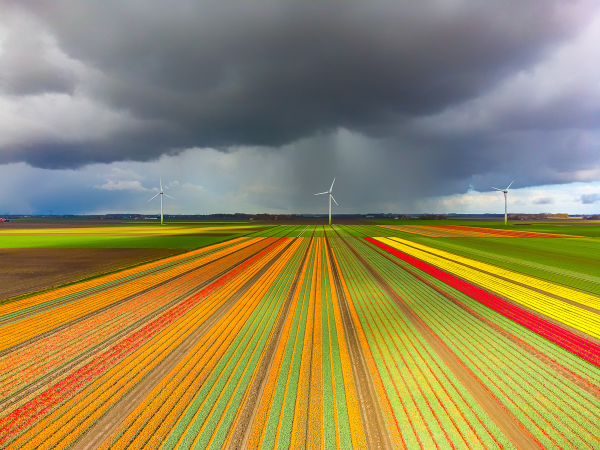 hagelbui-boven-de-bloeiende-tulpenvelden