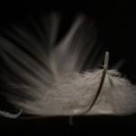 mother-natures-art-in-de-vroege-morgen