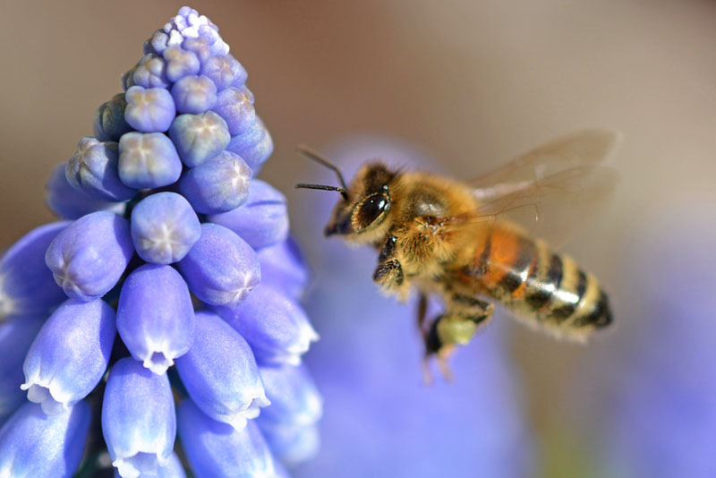 de-eerste-bijen-zijn-alweer-gespot