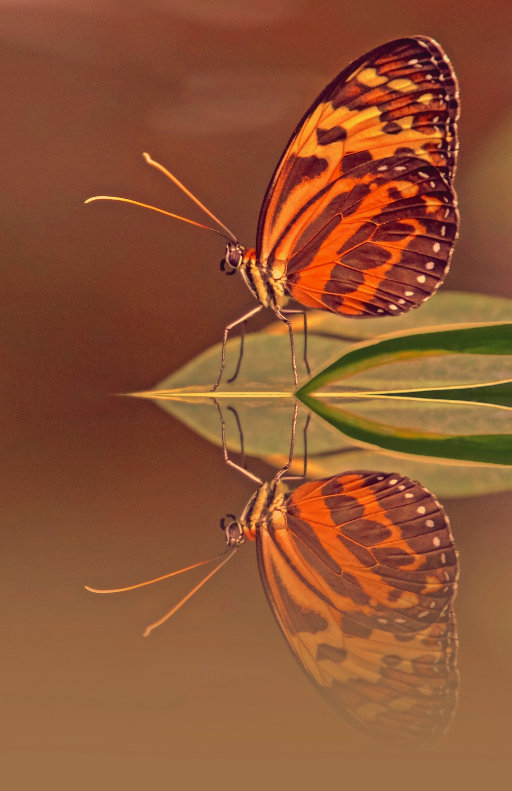 vlinder-in-avondrood