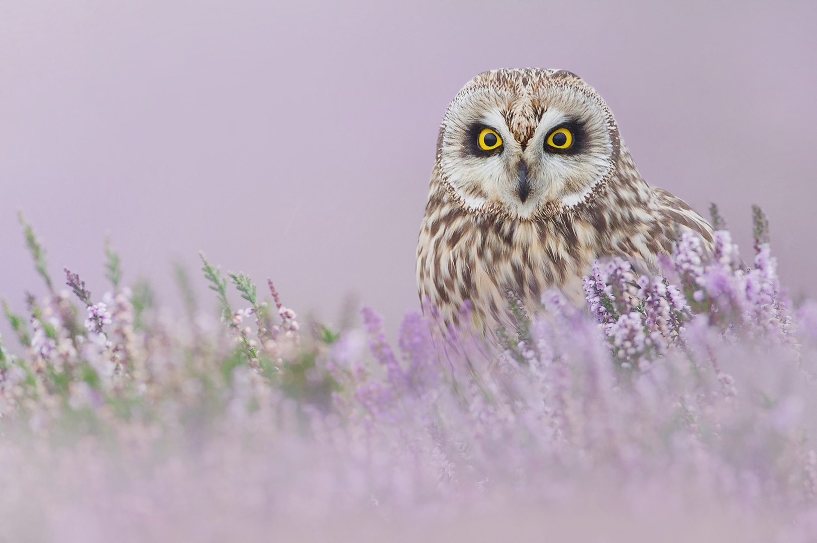 ik-heb-je-in-de-gaten