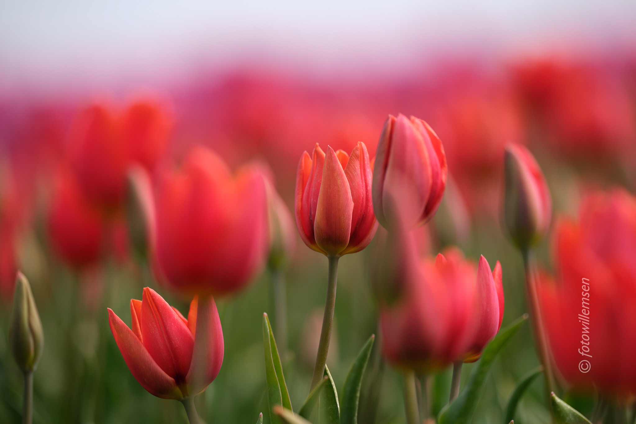 tulpen-5