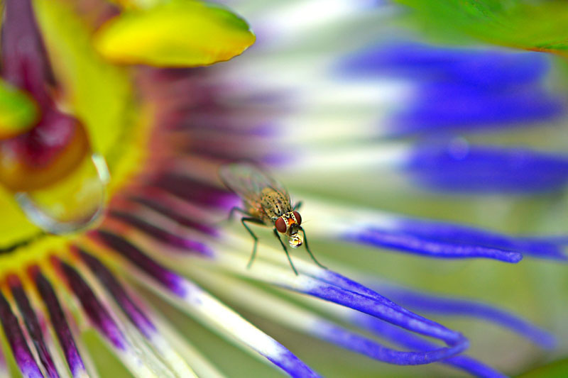kleine-vlieg-aan-het-belleblazen
