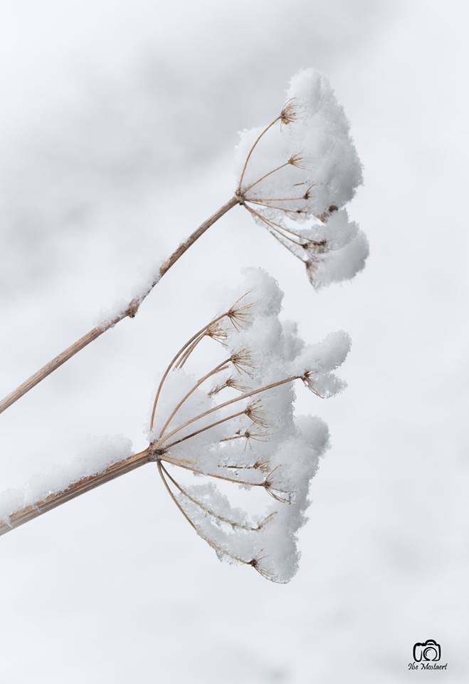 sneeuwbloemen