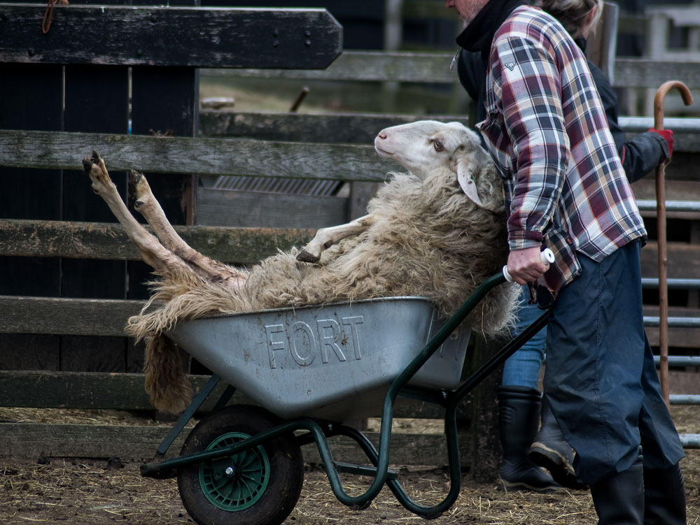 lente-de-koninginnerit