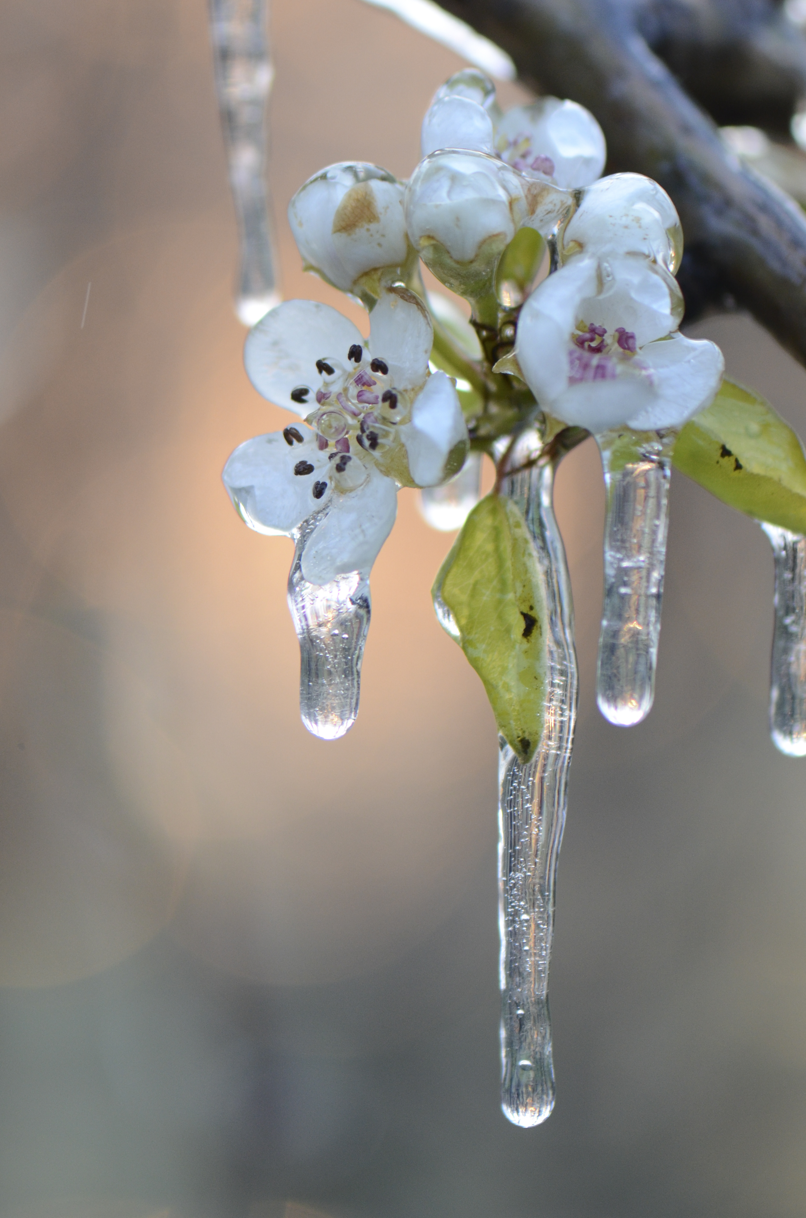 bevroren-fruitbloesem