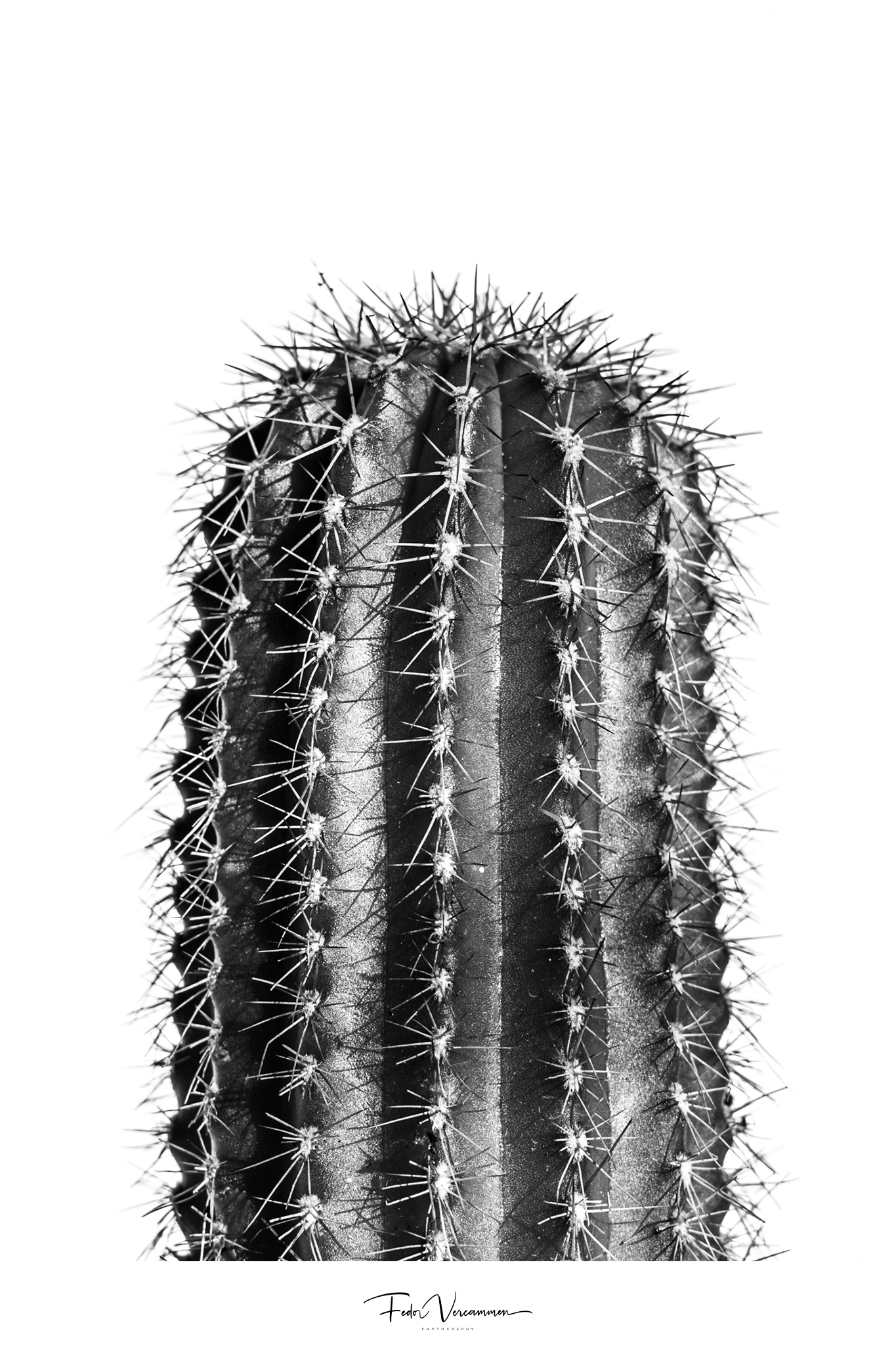the-cactus