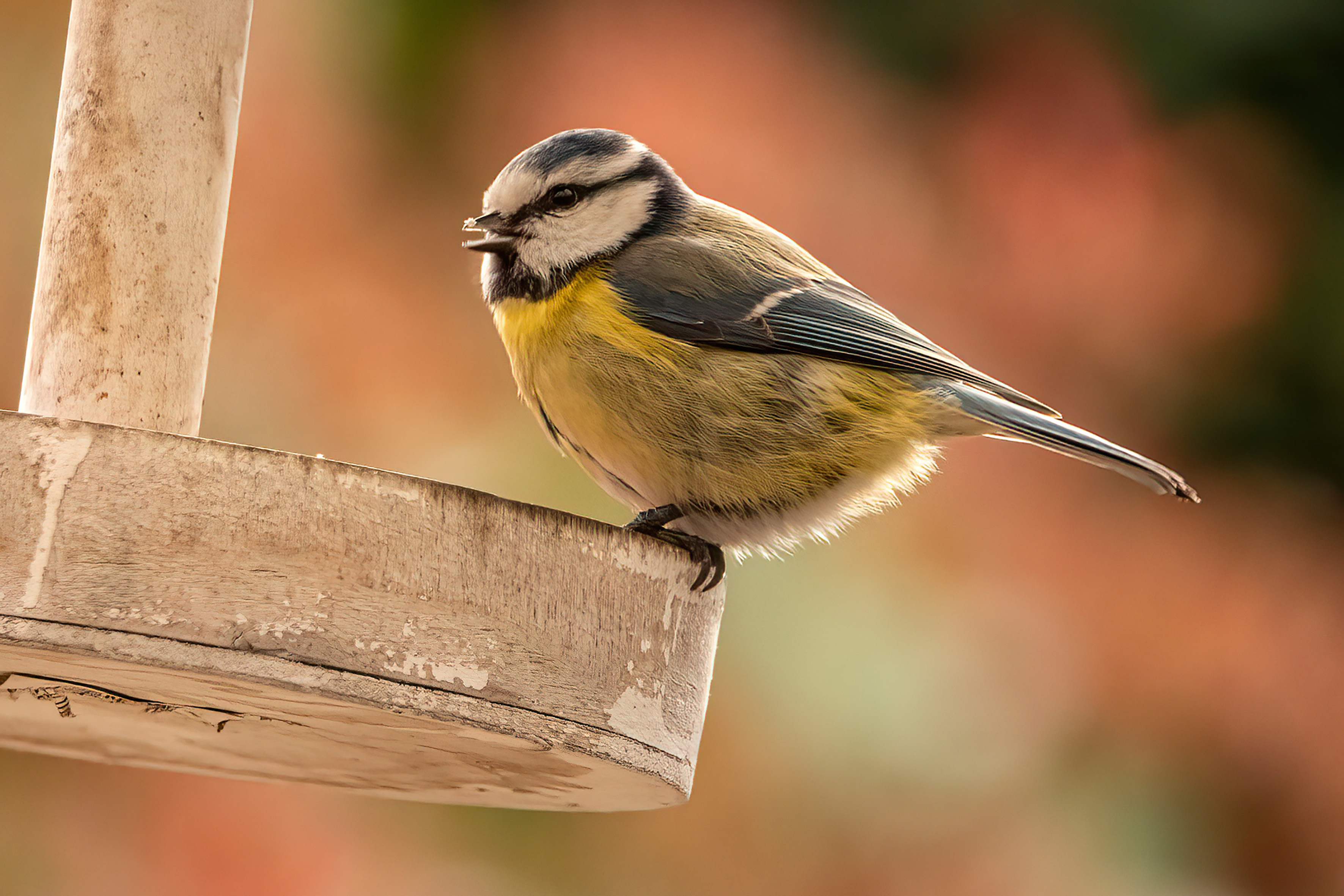 pimpelmeesje-in-het-zonnetje