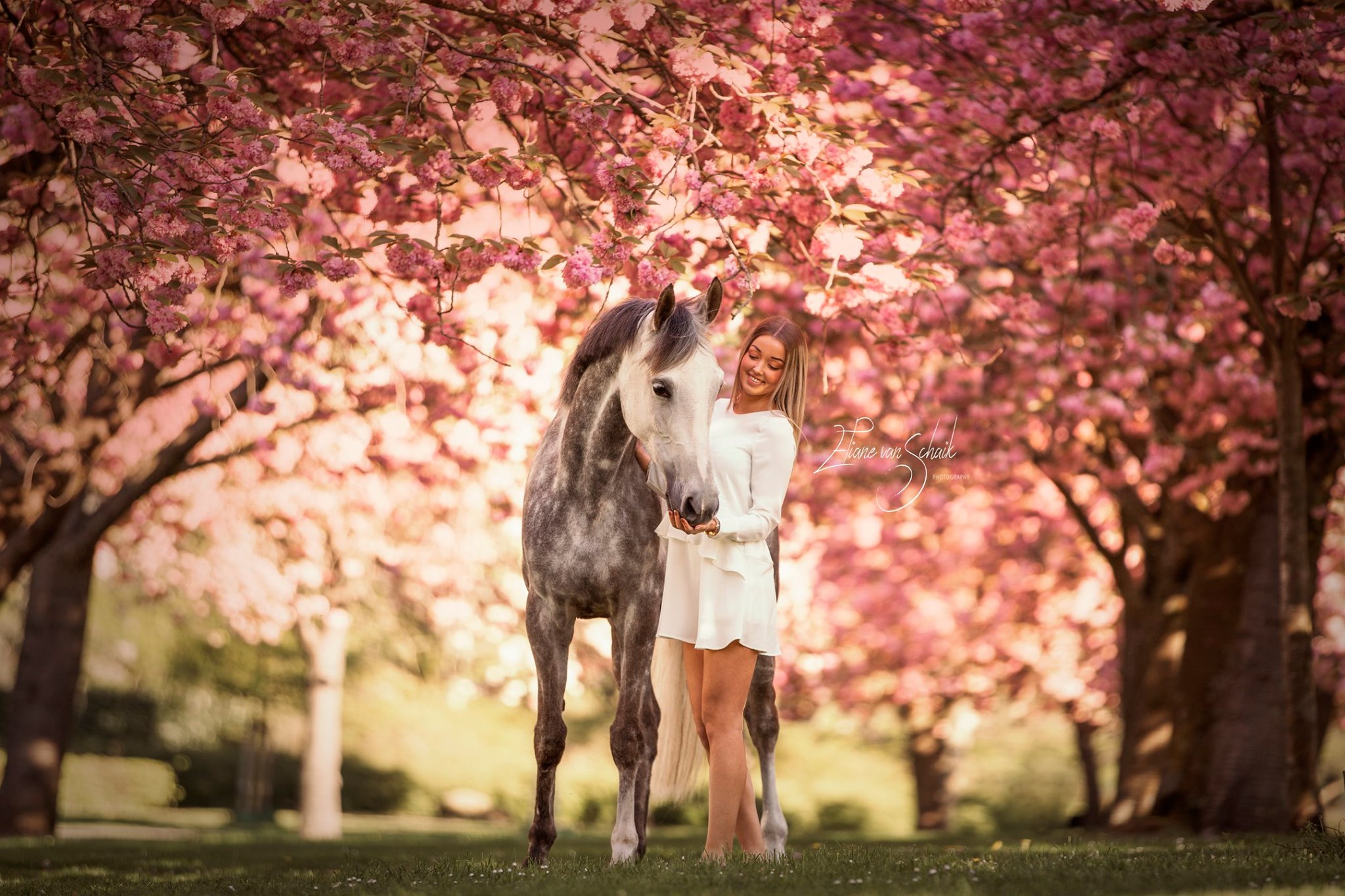 romantische-paardenfotografie-bloesem-paard-0