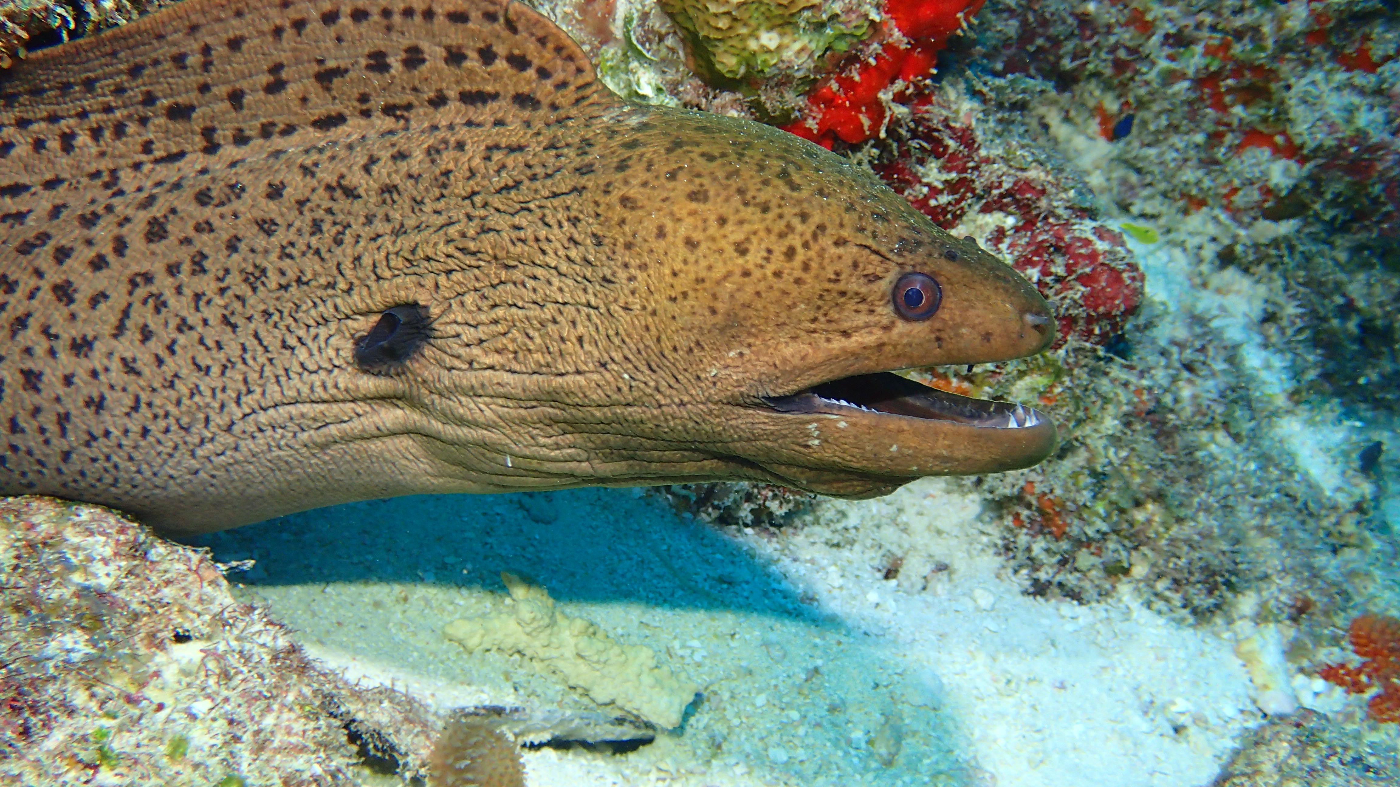 onderwater-fotografie