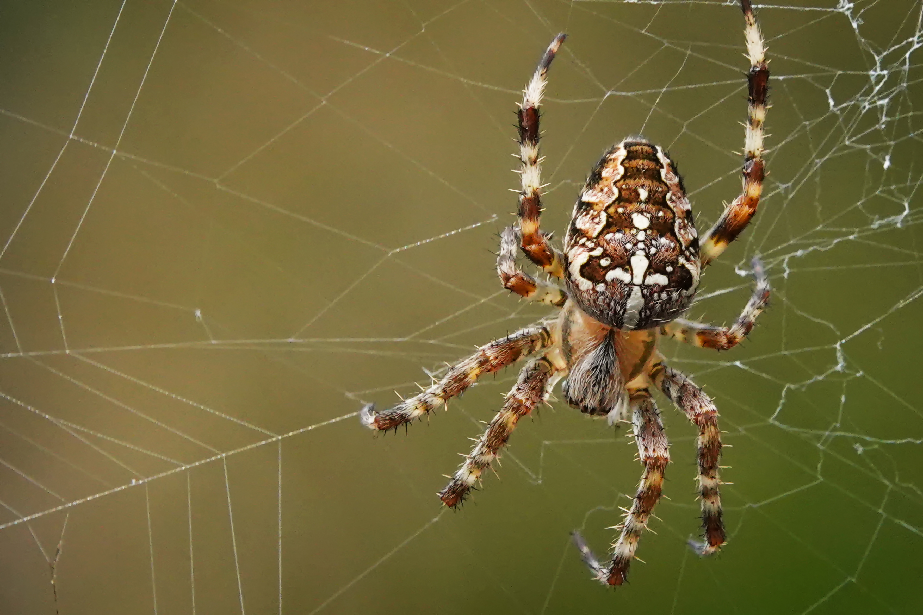 kruisspin-aan-het-werk