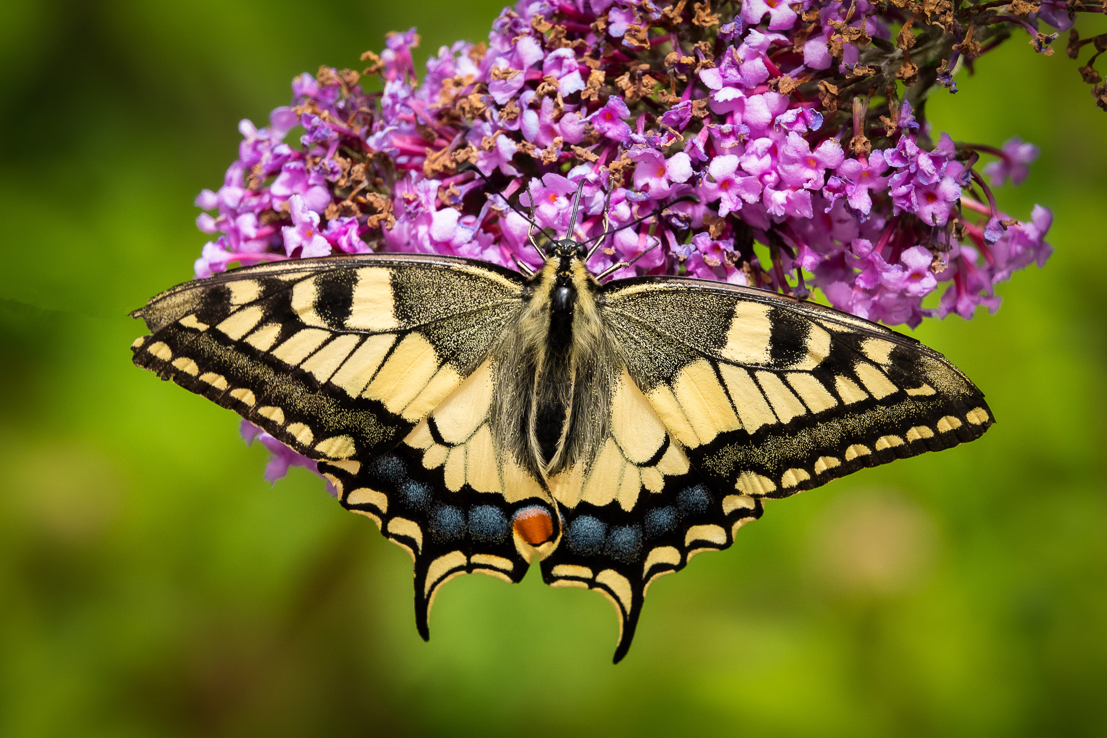 koninginnepage-in-volle-glorie
