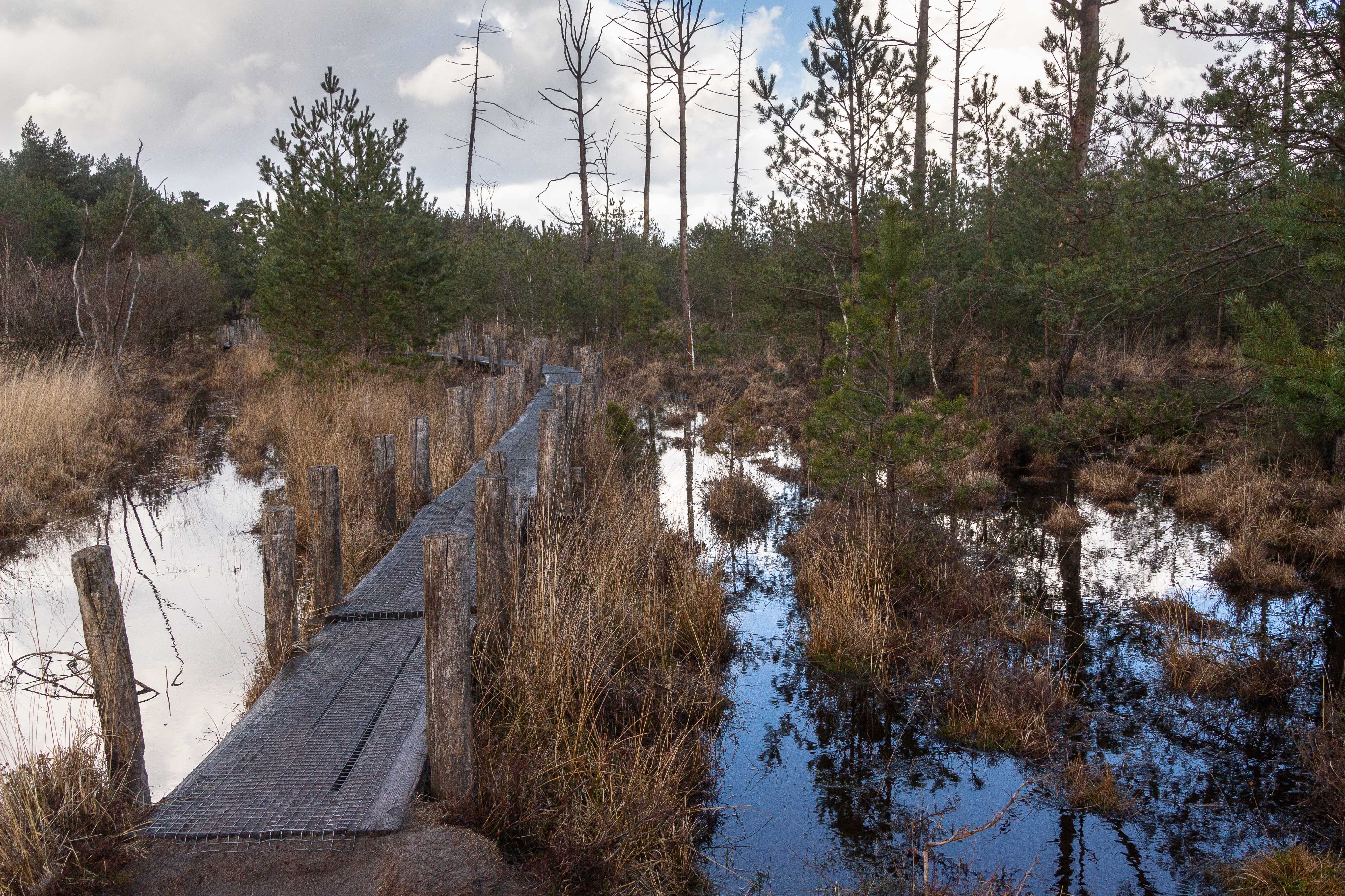 plankenpad-dwingelderveld