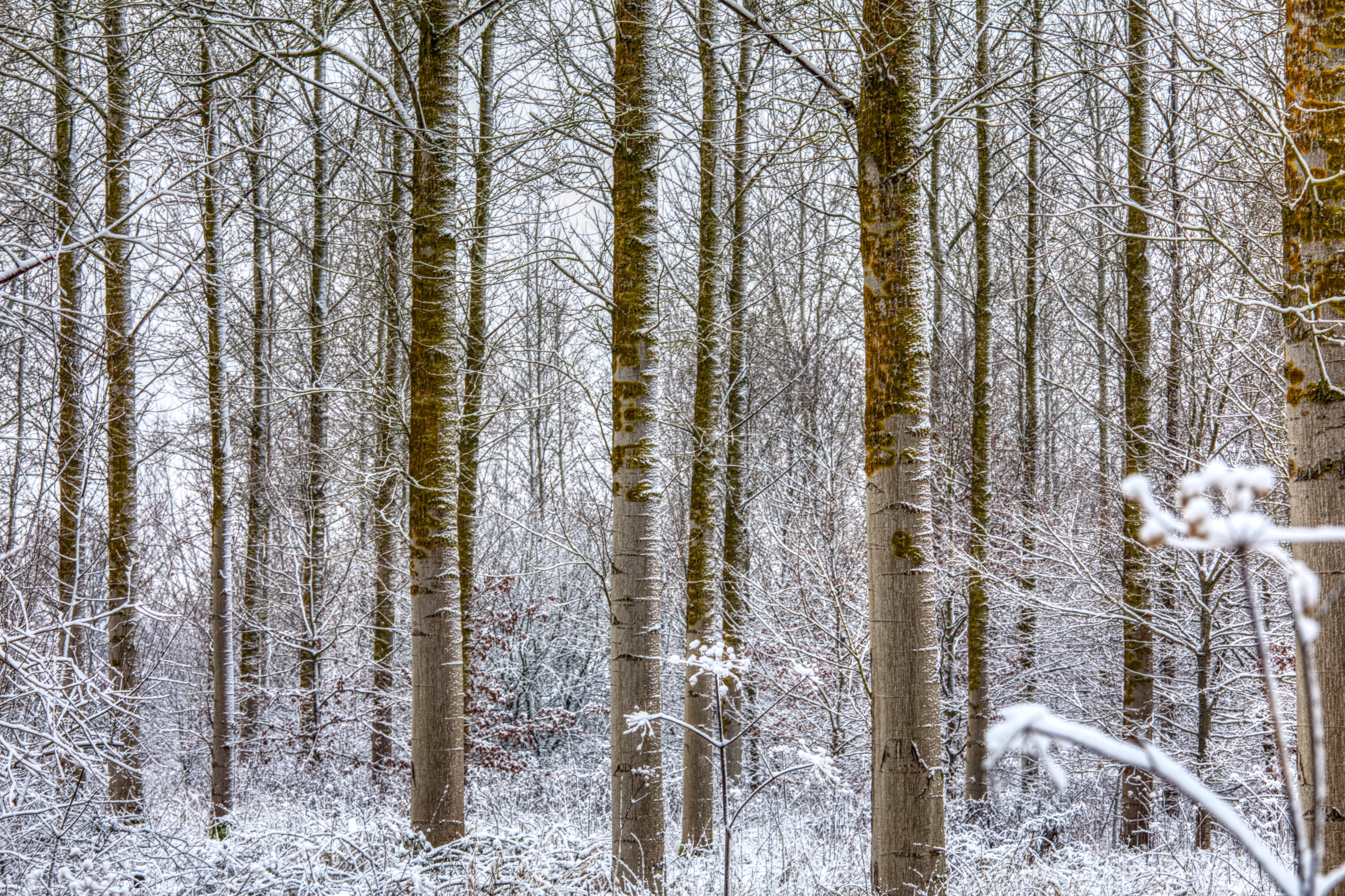 winterforest