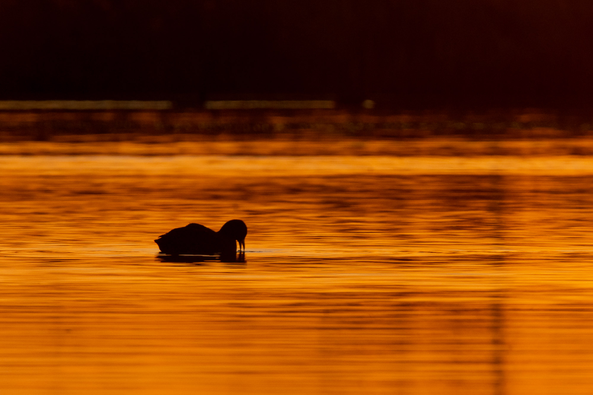 lekker-hapje-gevonden