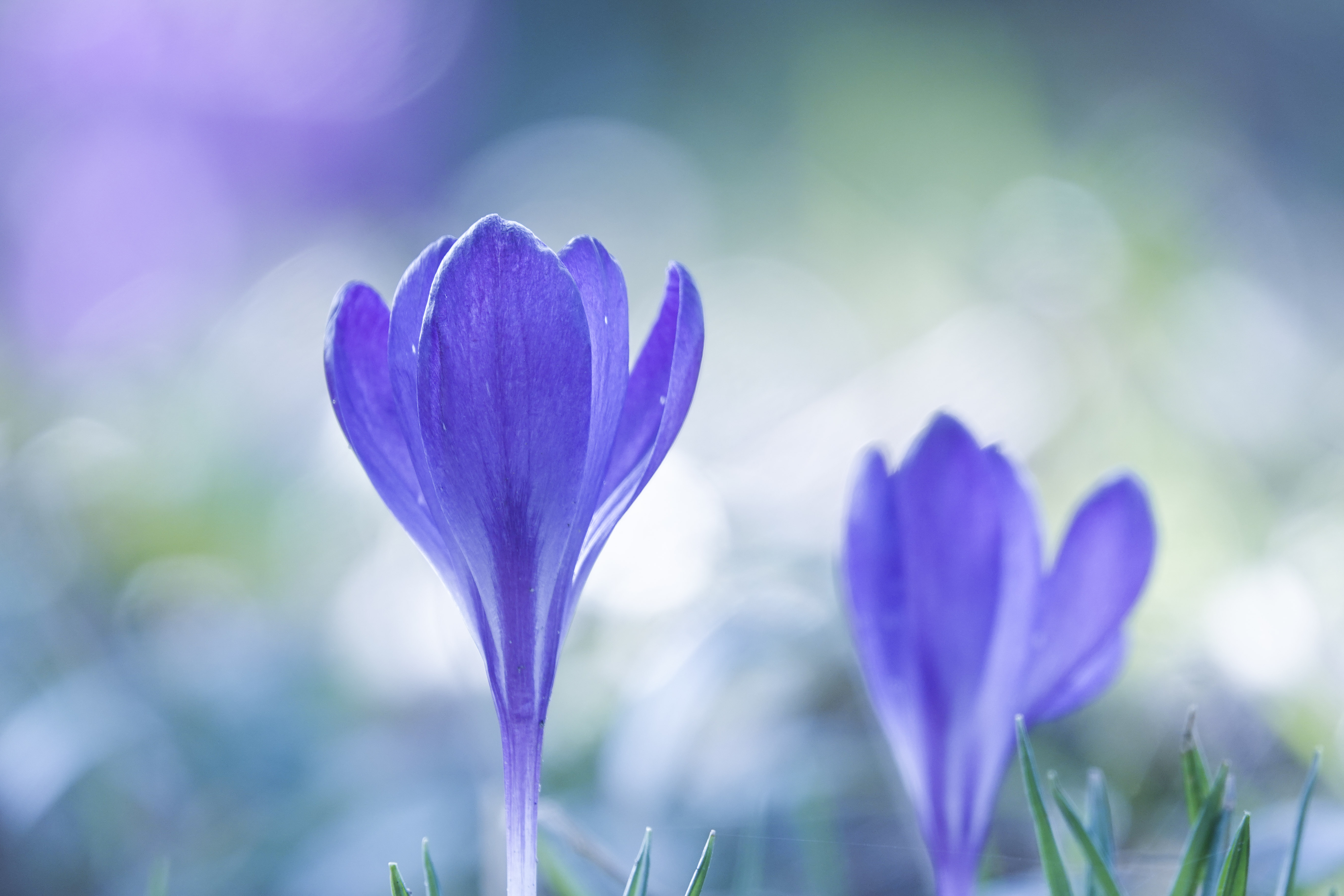 crocusjes