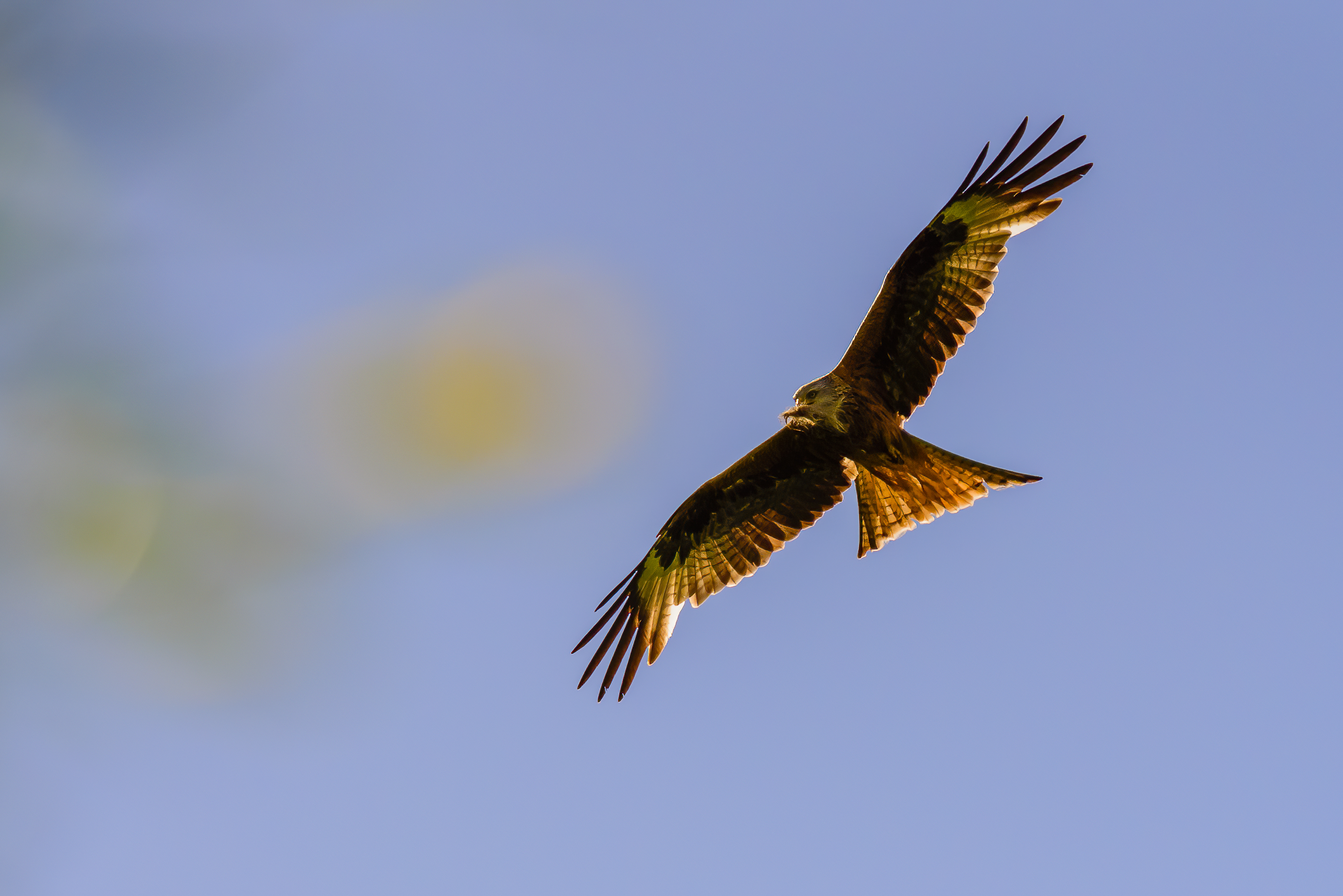 red-kite