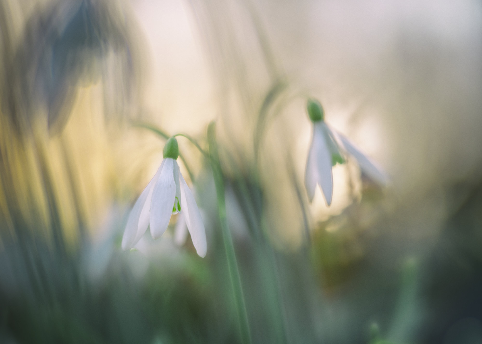 snowdrops