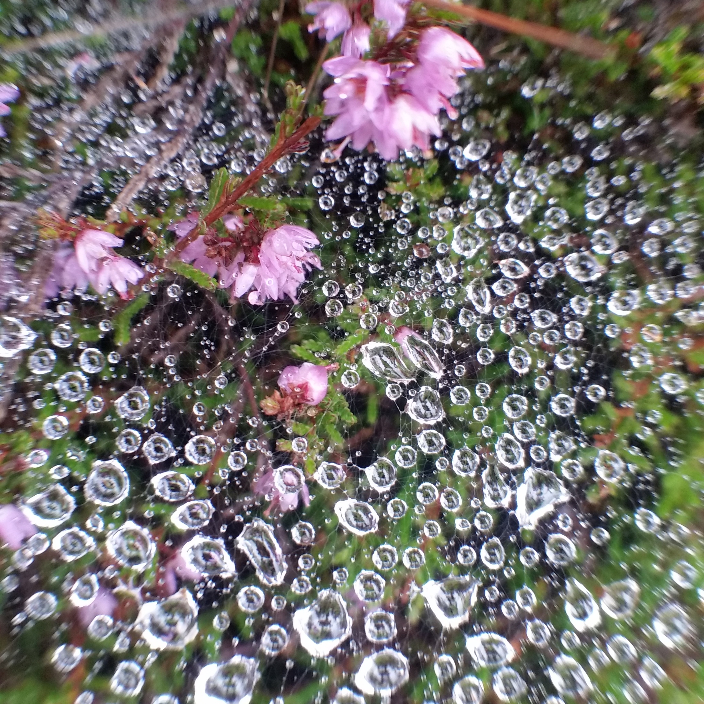 raindrops-like-diamonds