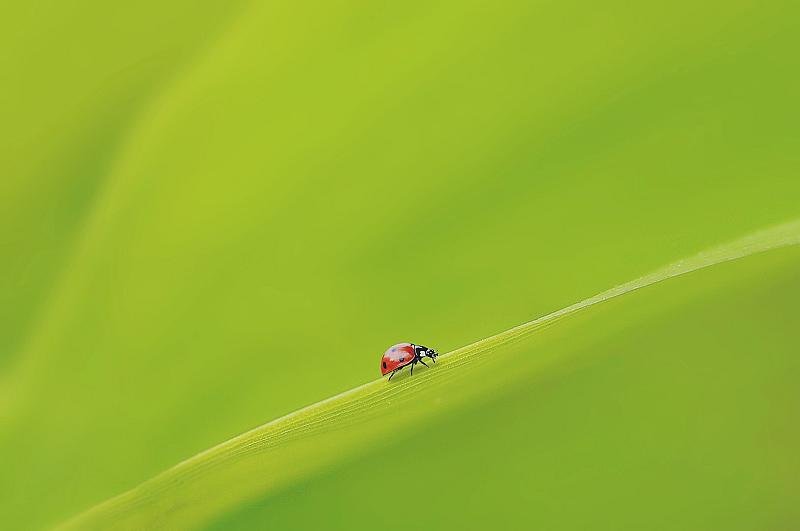 minimalisme
