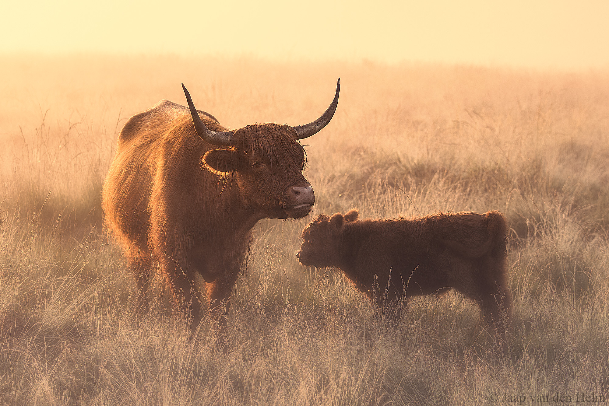 highlander-with-calf
