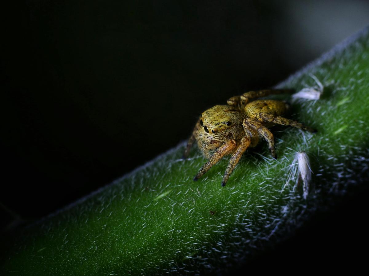 de-5-beste-tools-voor-macrofotografie