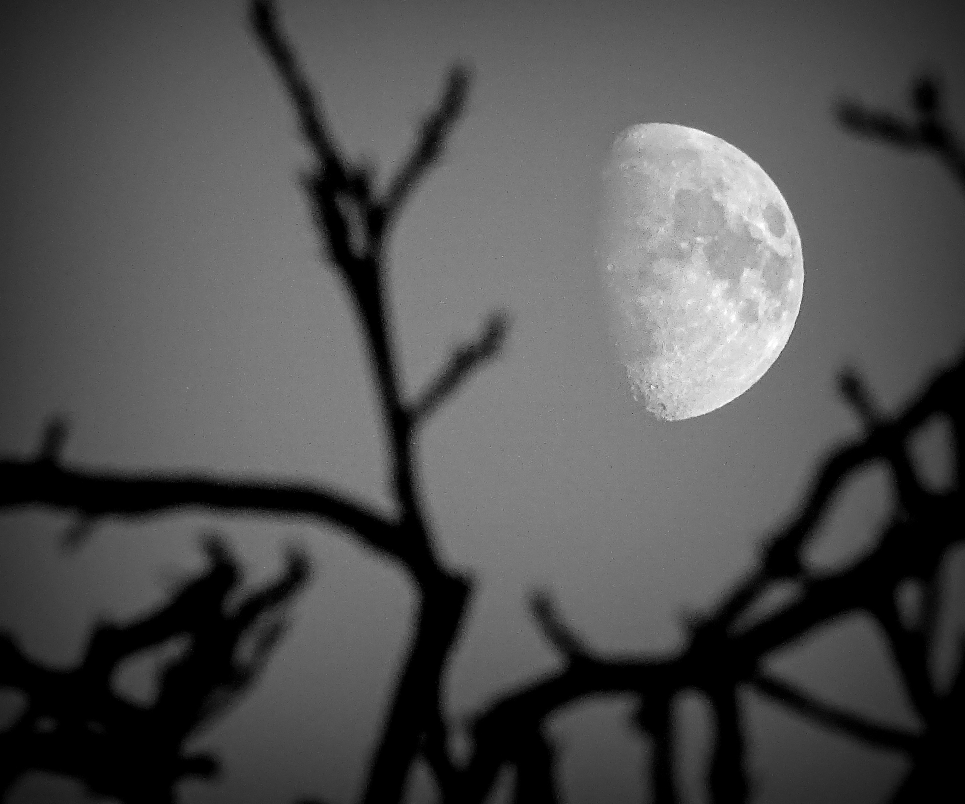 zie-de-maan-schijnt-door-de-bomen