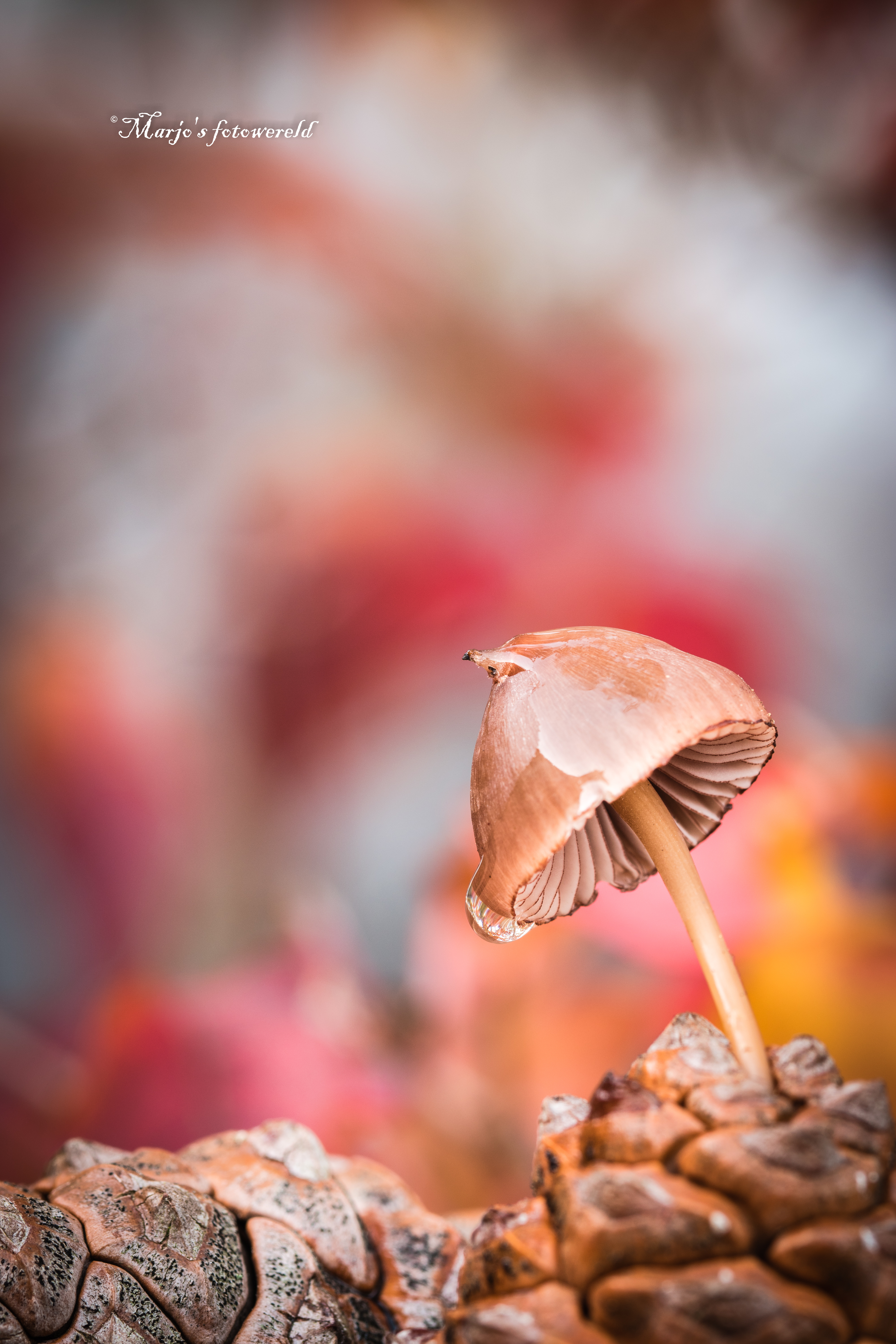 wondertje-van-de-natuur-klein-maar-prachtig