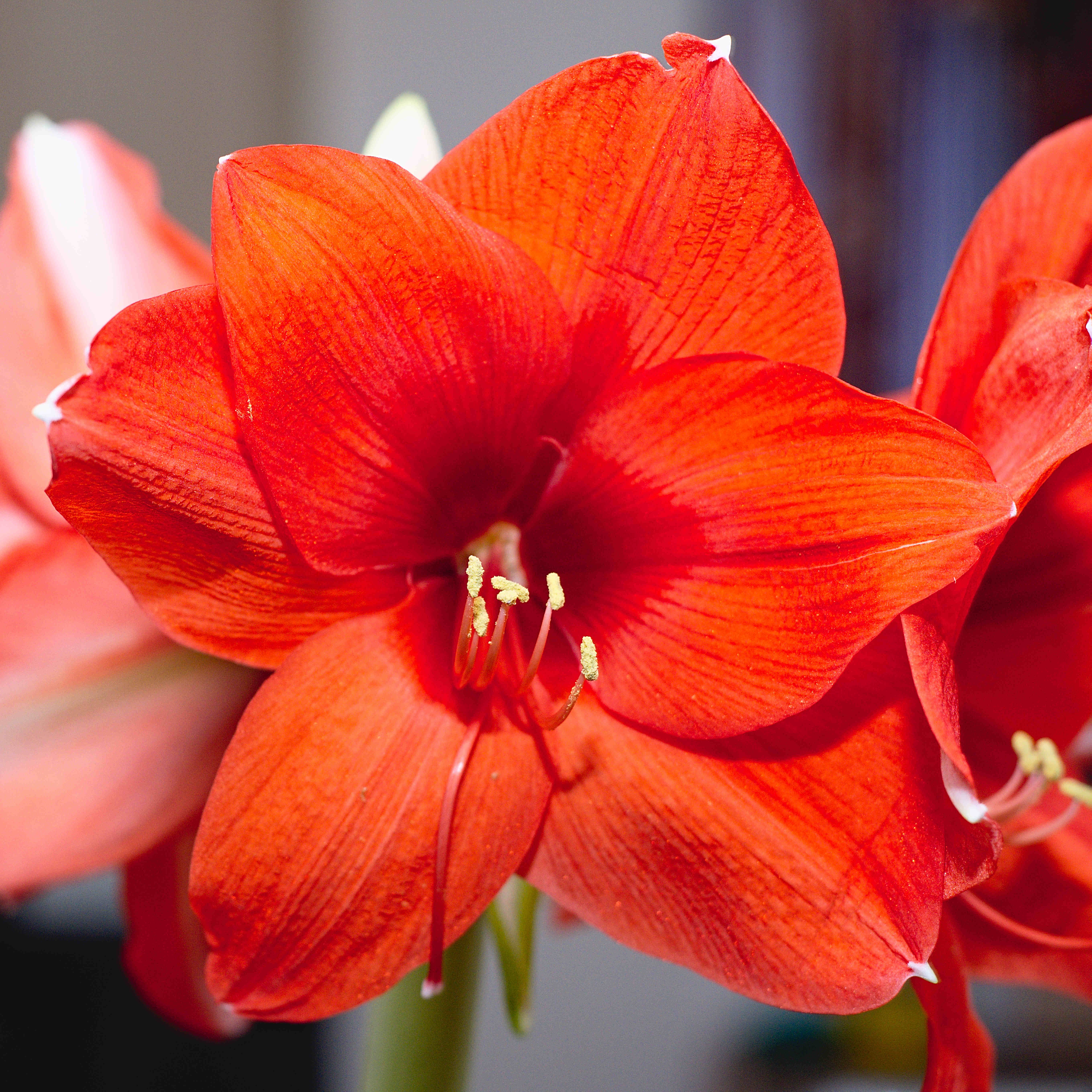 amaryllis