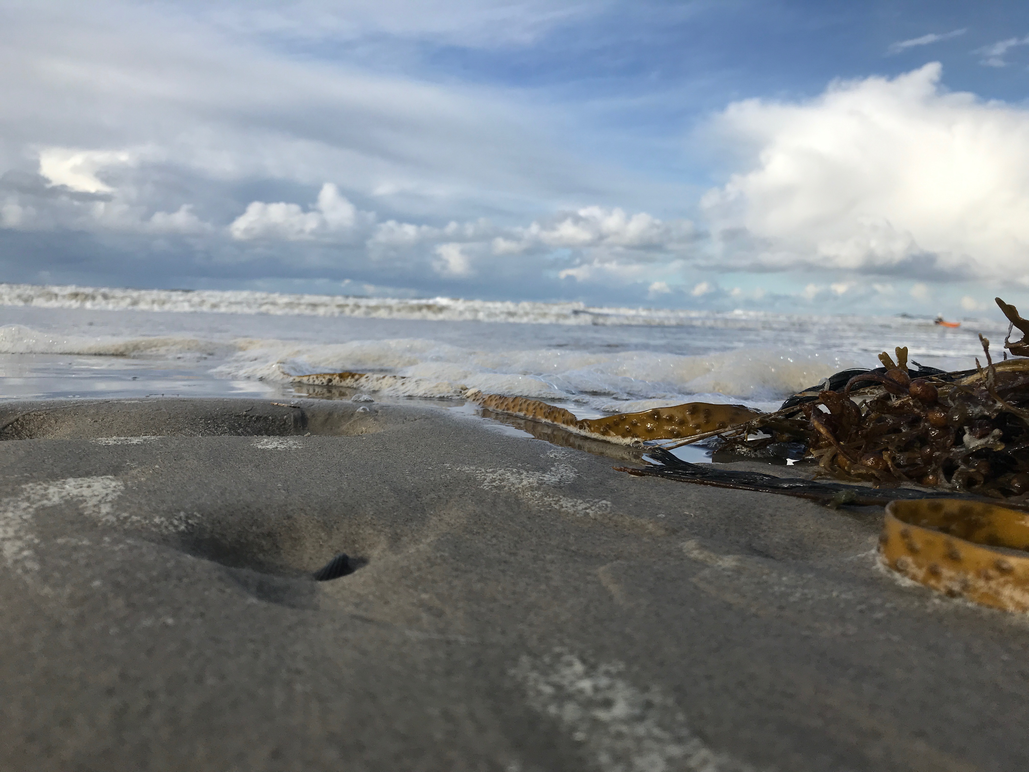 zeewier-op-het-strand