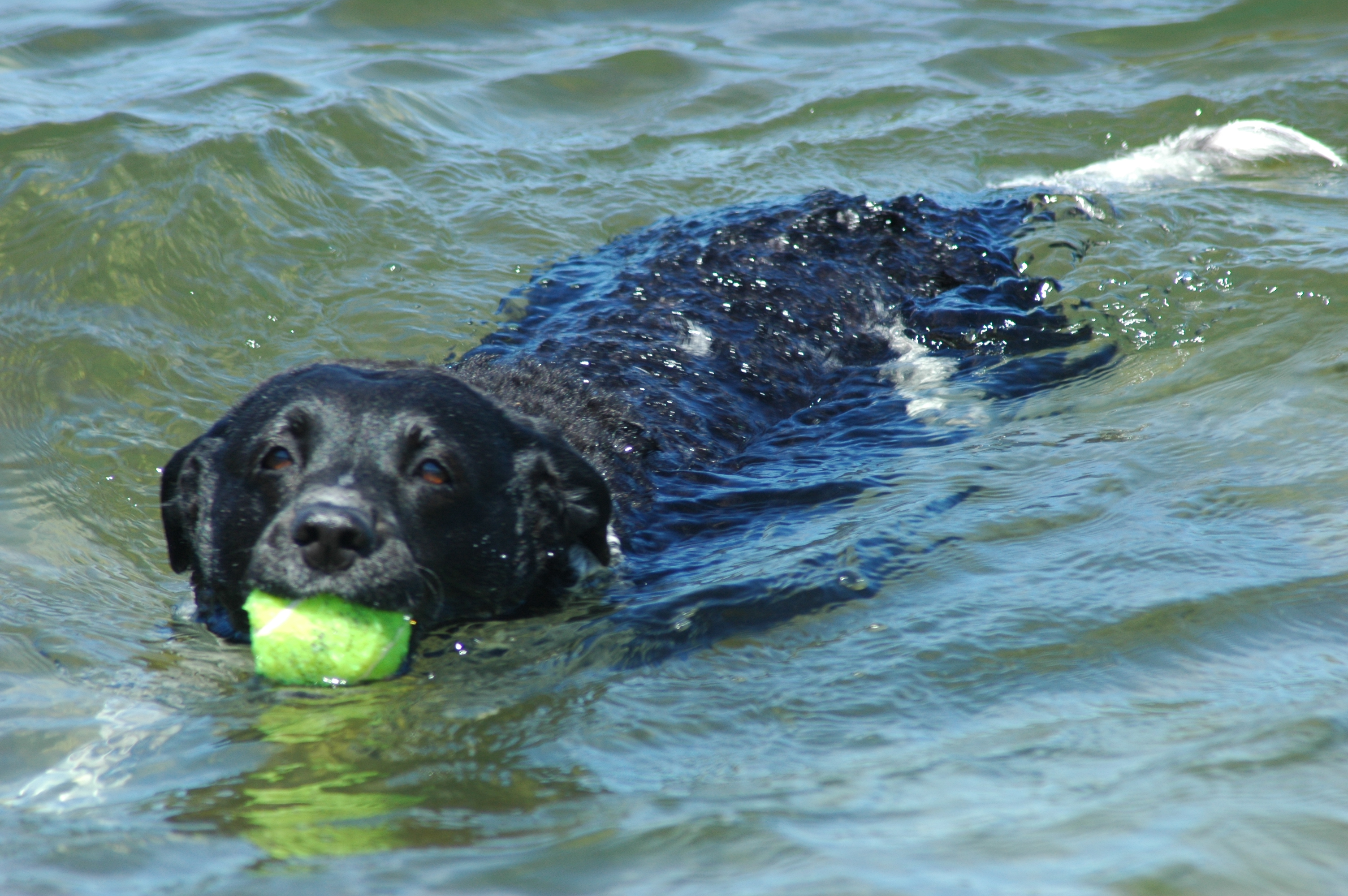 zwemmen-met-een-doel