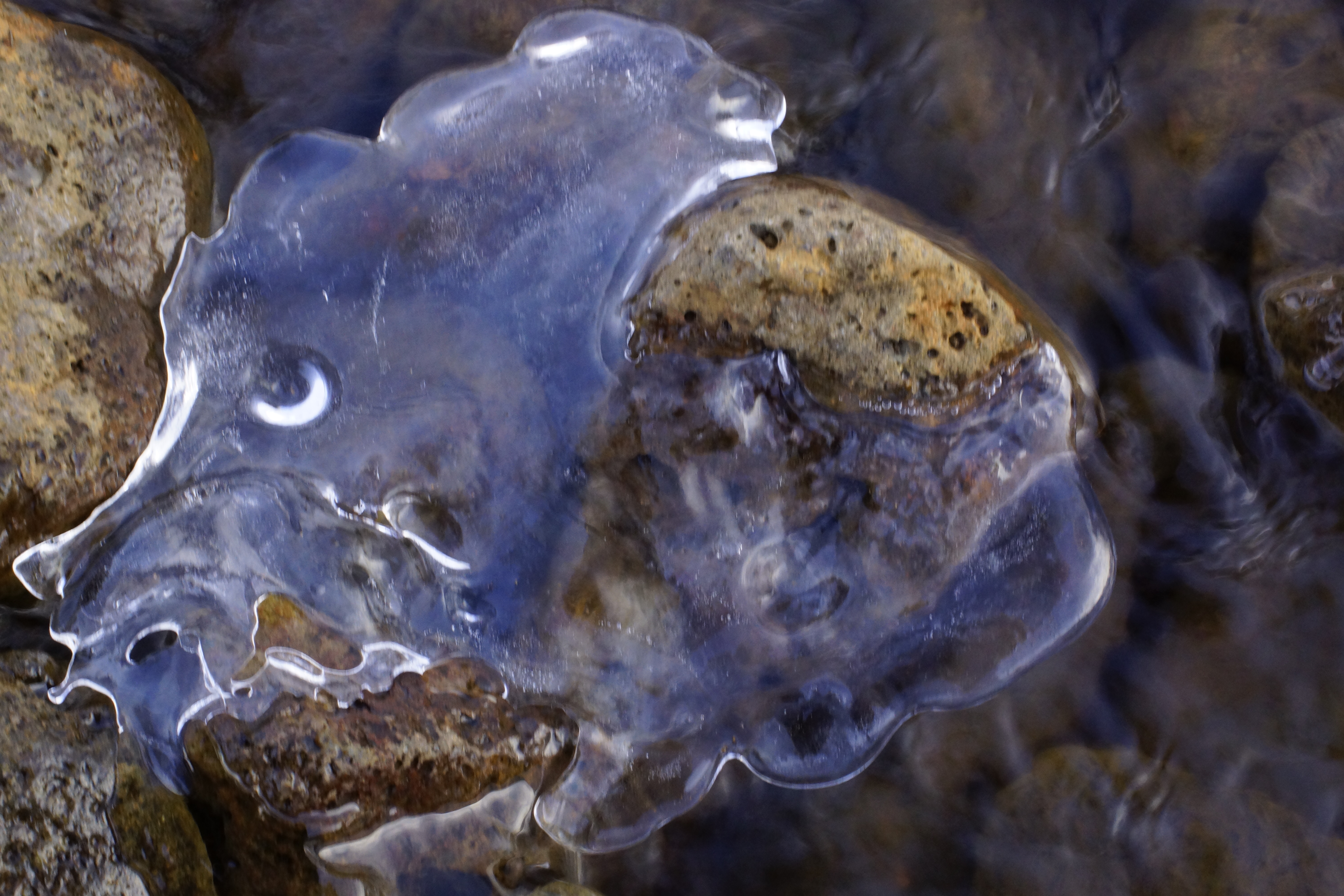 verrassing-in-een-klein-laagje-water