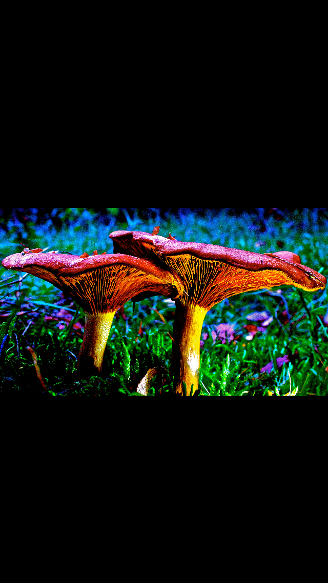 %E2%80%98t-is-net-een-sprookje