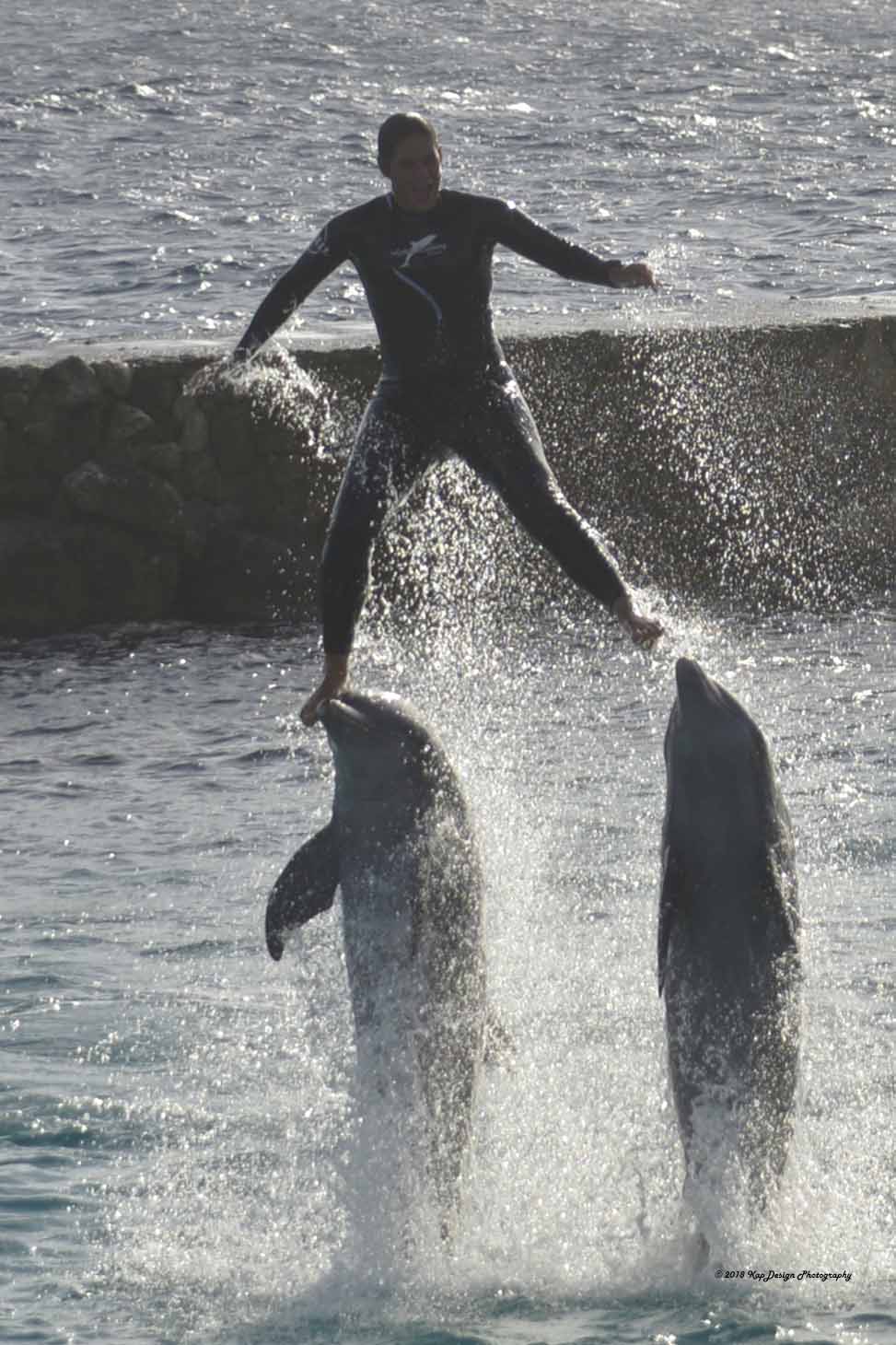 dolfijnen-show-cura%C3%A7ao