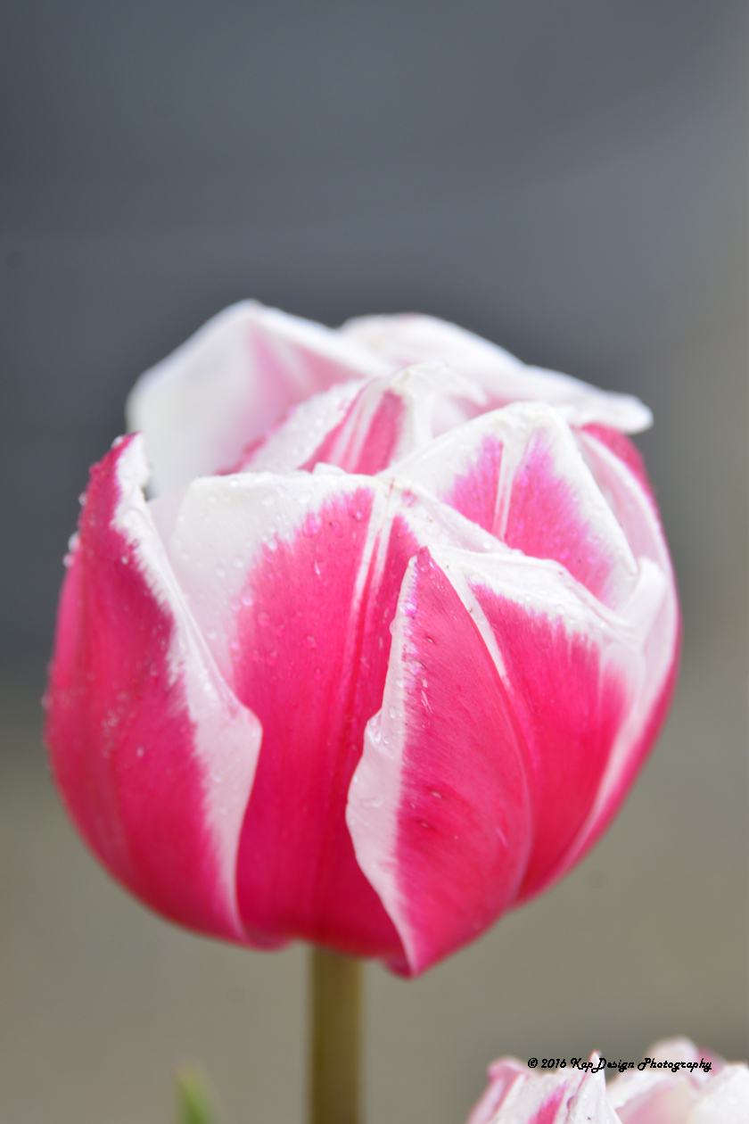 portret-van-een-tulp