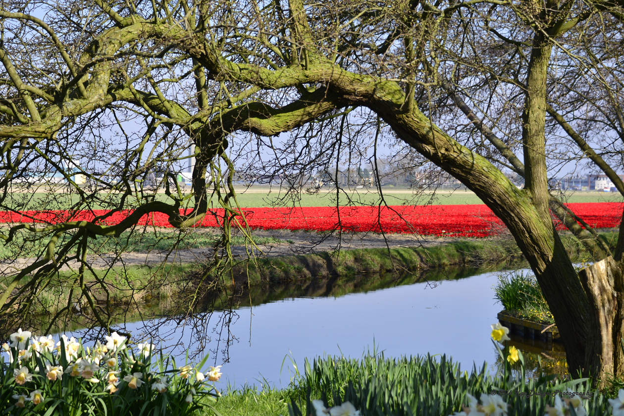 vroeg-in-het-voorjaar