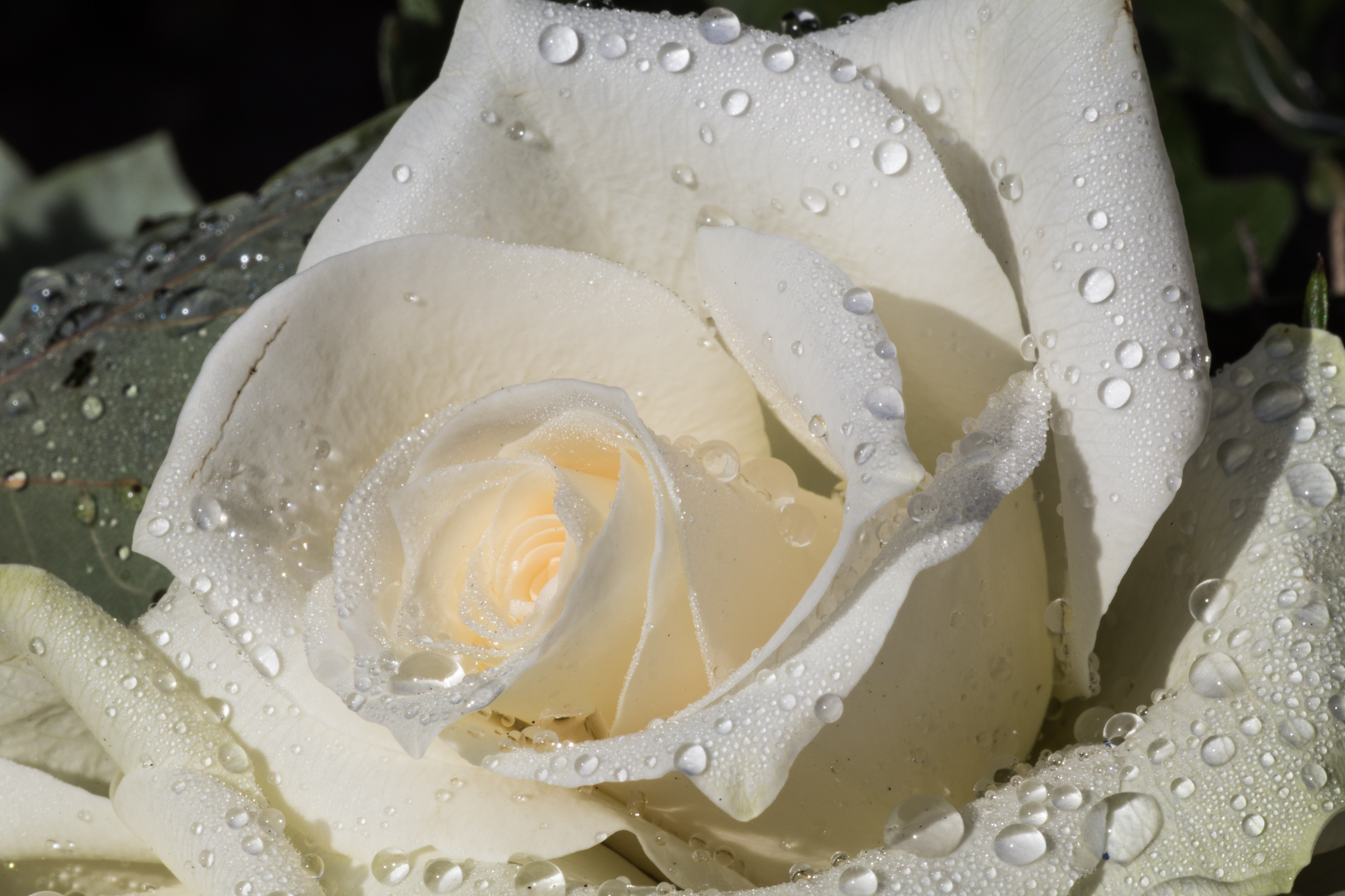 roos-met-dauwdruppeltjes