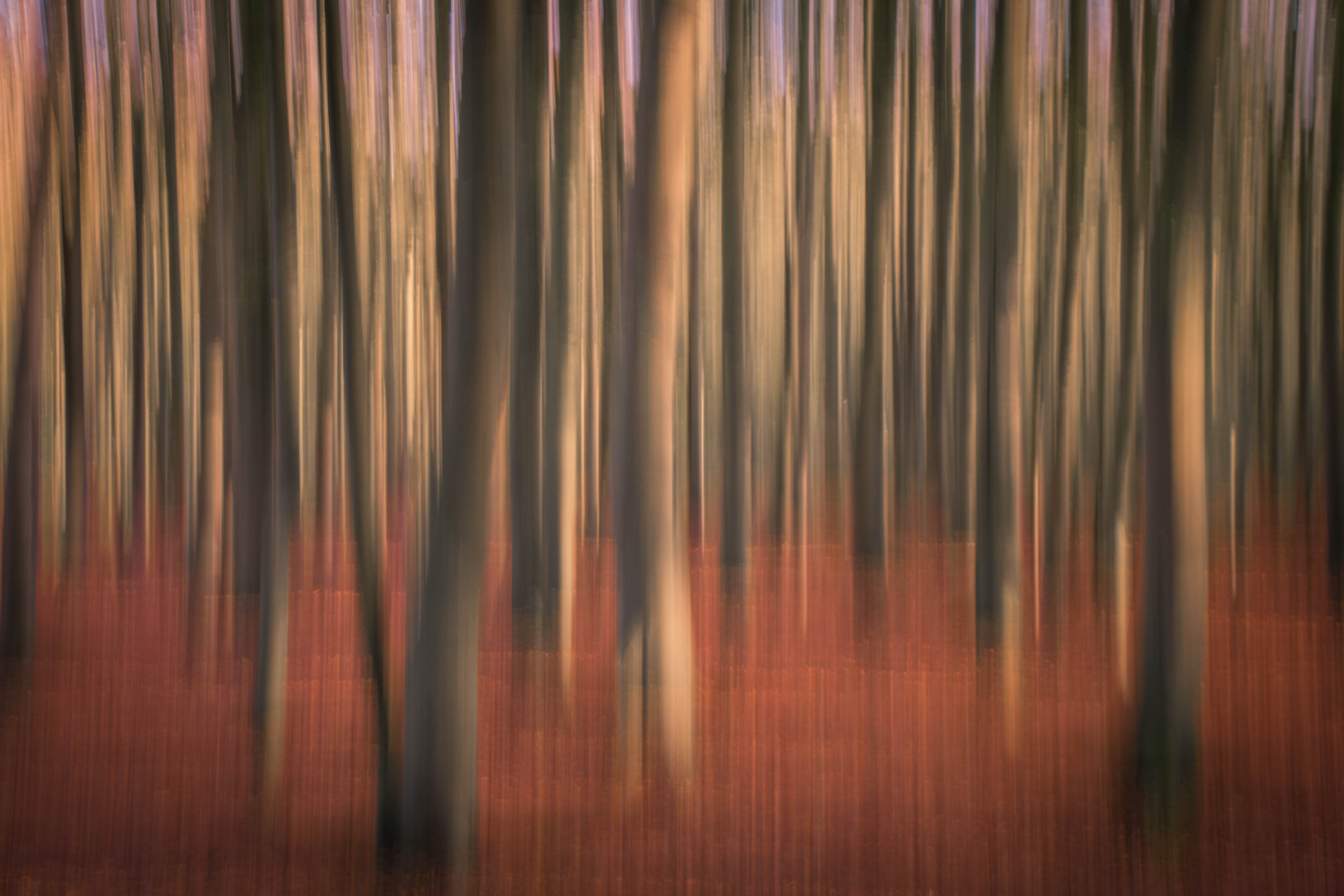 texels-bosmaar-dan-anders