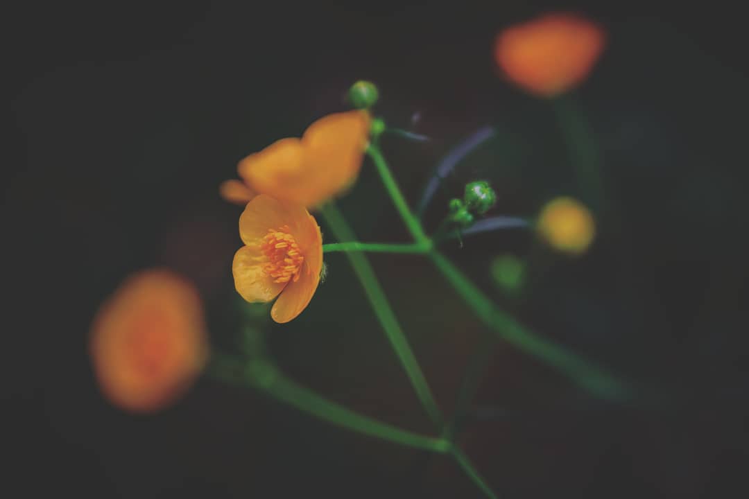little-yellow-flowers