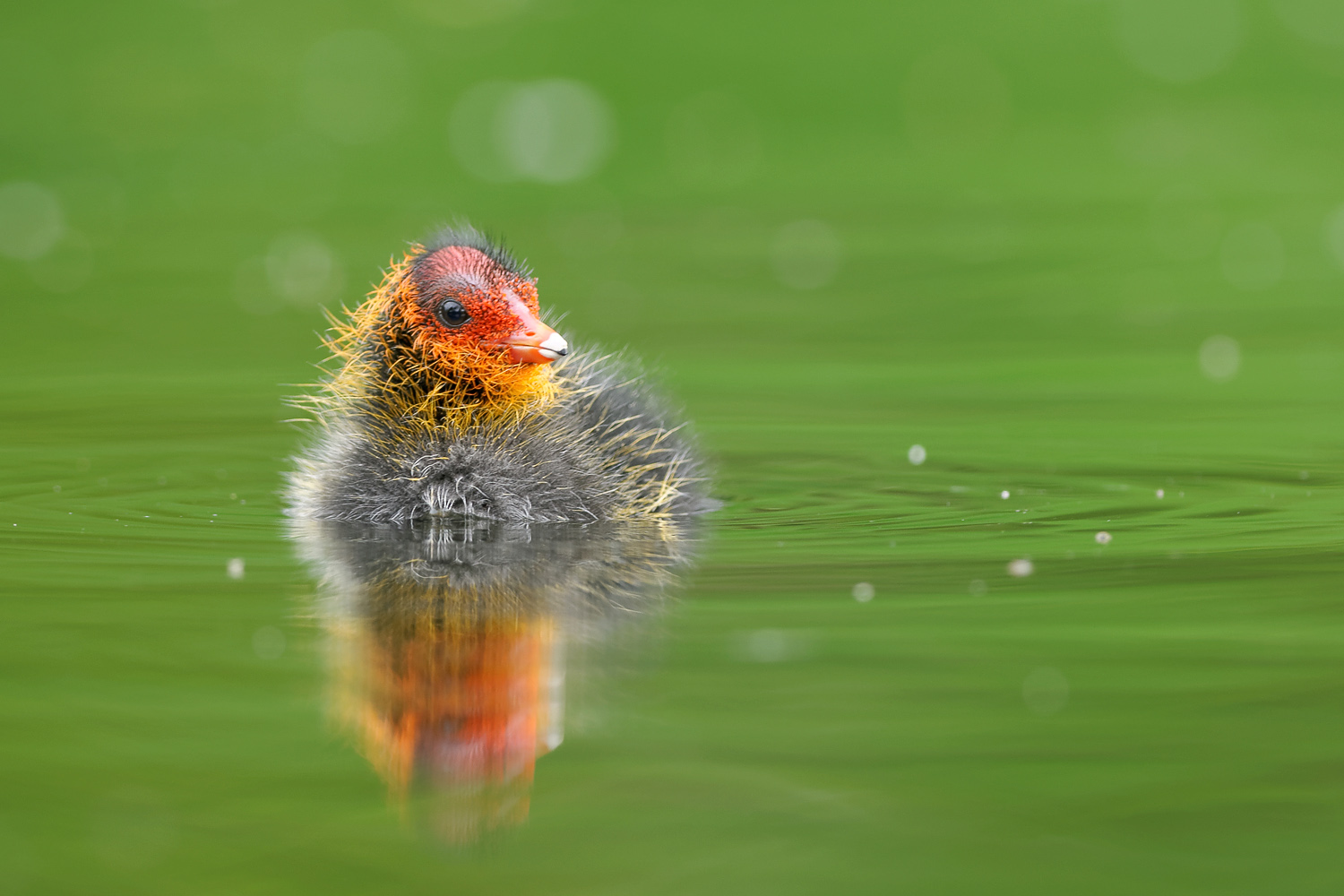 dreamy-young-coot