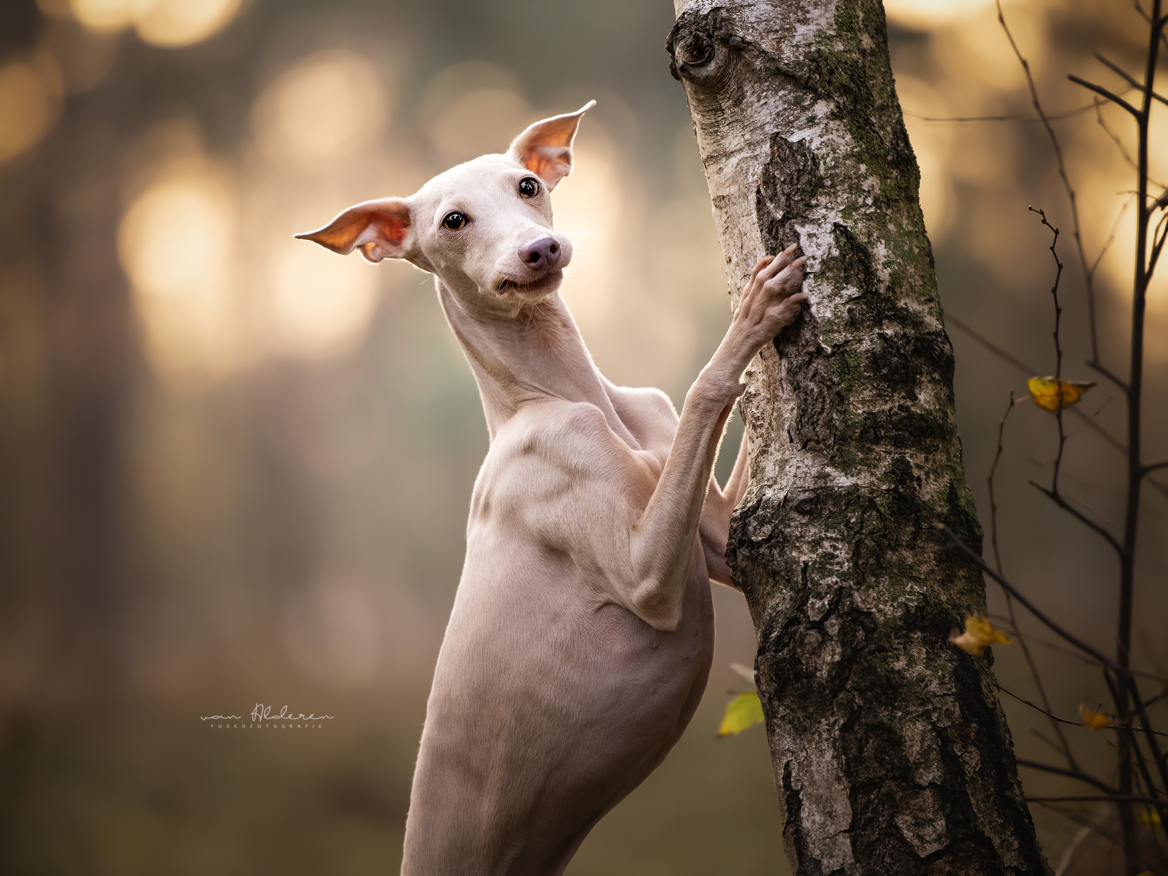 italiaans-windhondje-rico