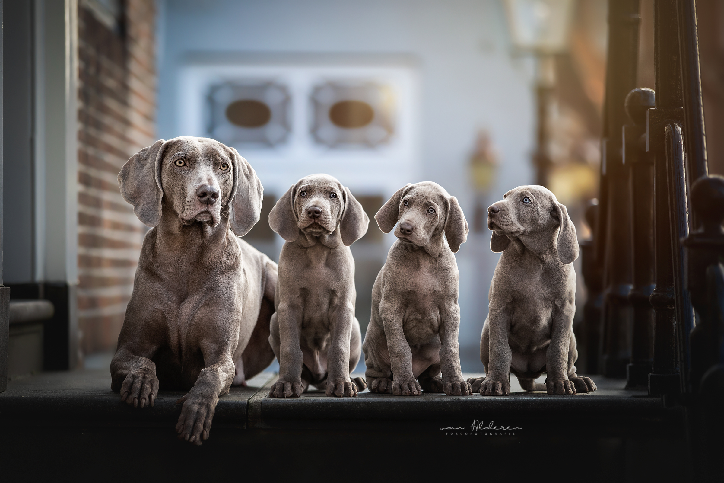 nestje-weimaraners