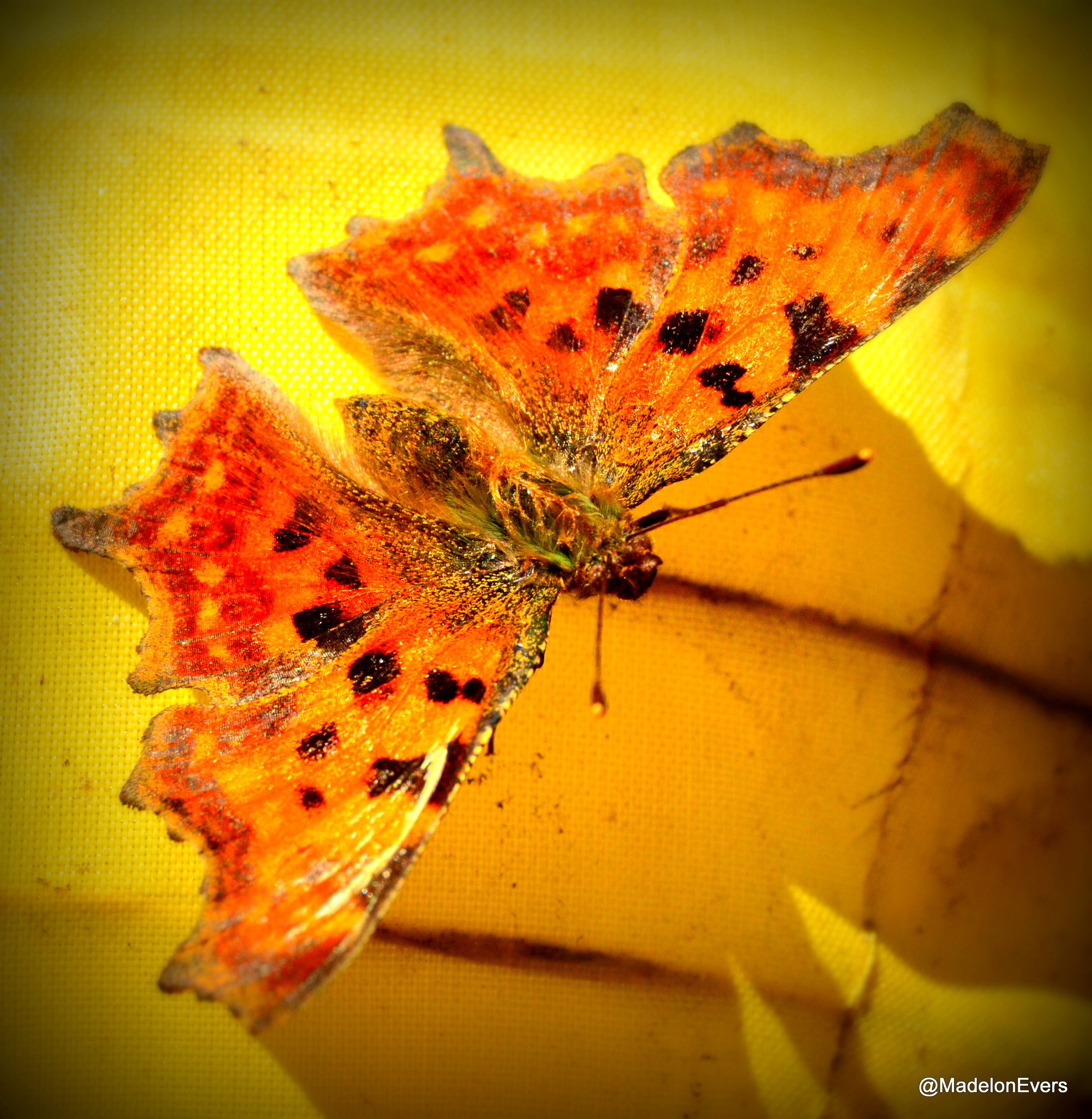 orange-butterfly