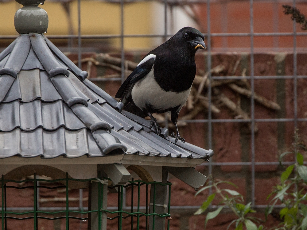 ekster-op-voedertafel