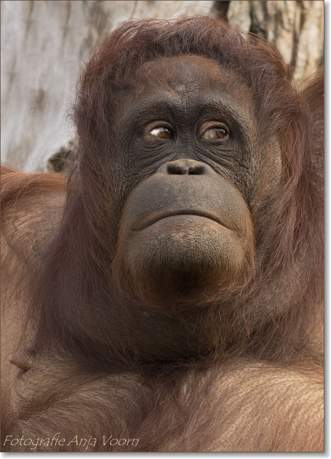 ik-heb-je-in-de-gaten-1