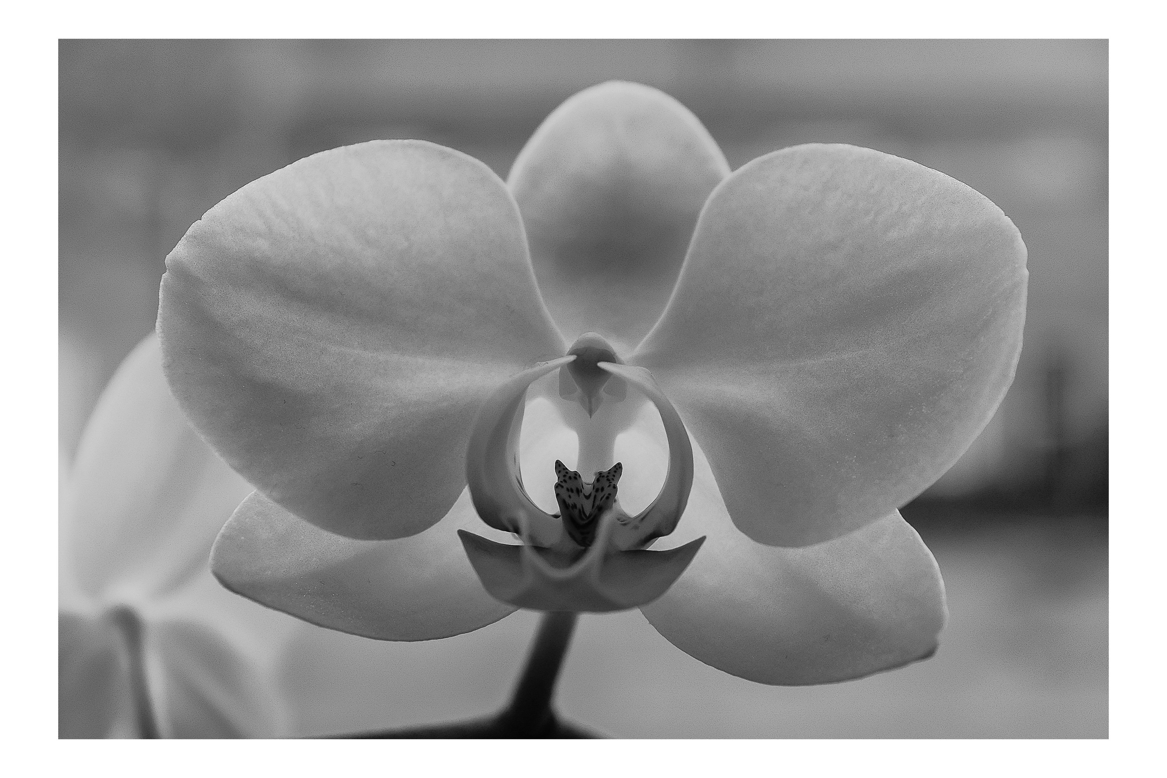 orgid-in-monochrome-home-zwolle