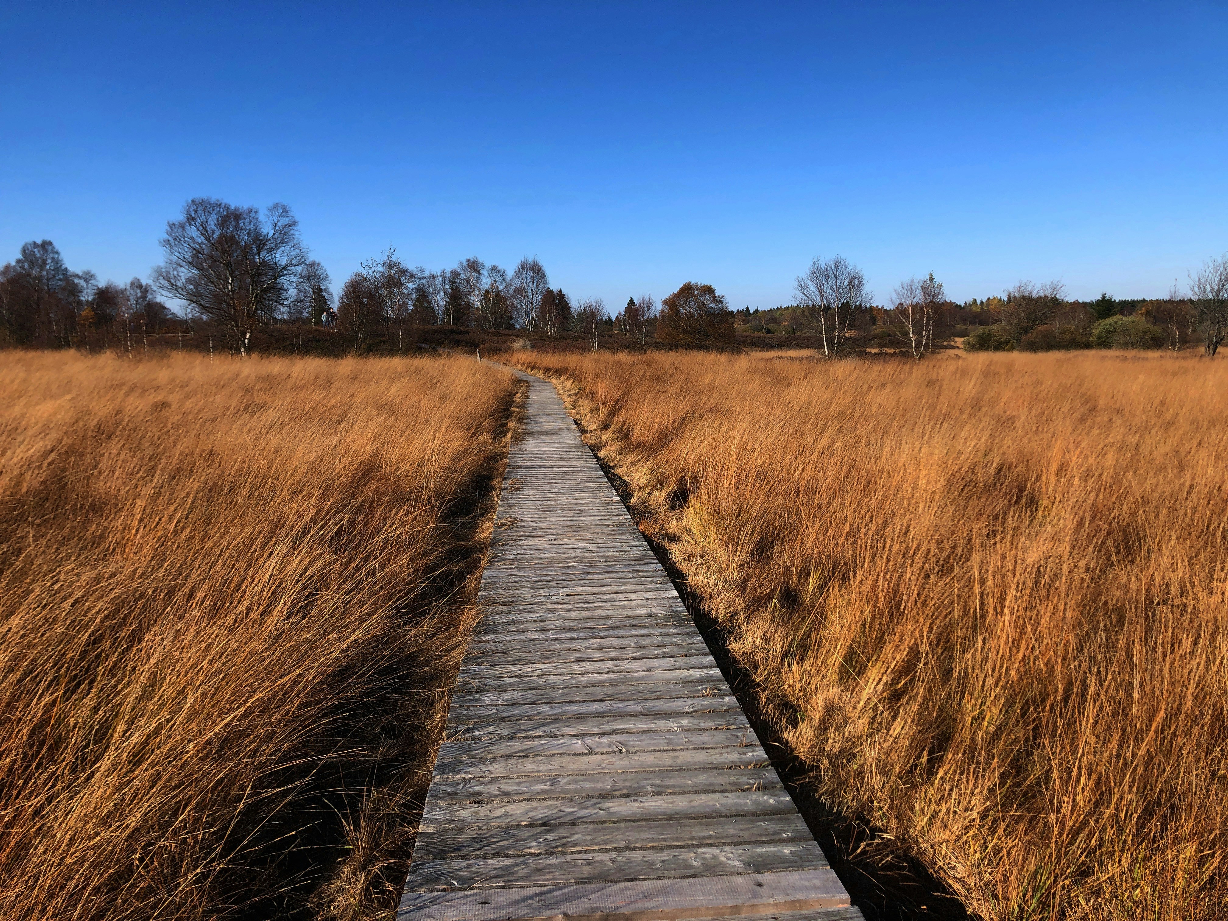 hoge-venen-fotografie-mist-moeras-en-mystiek