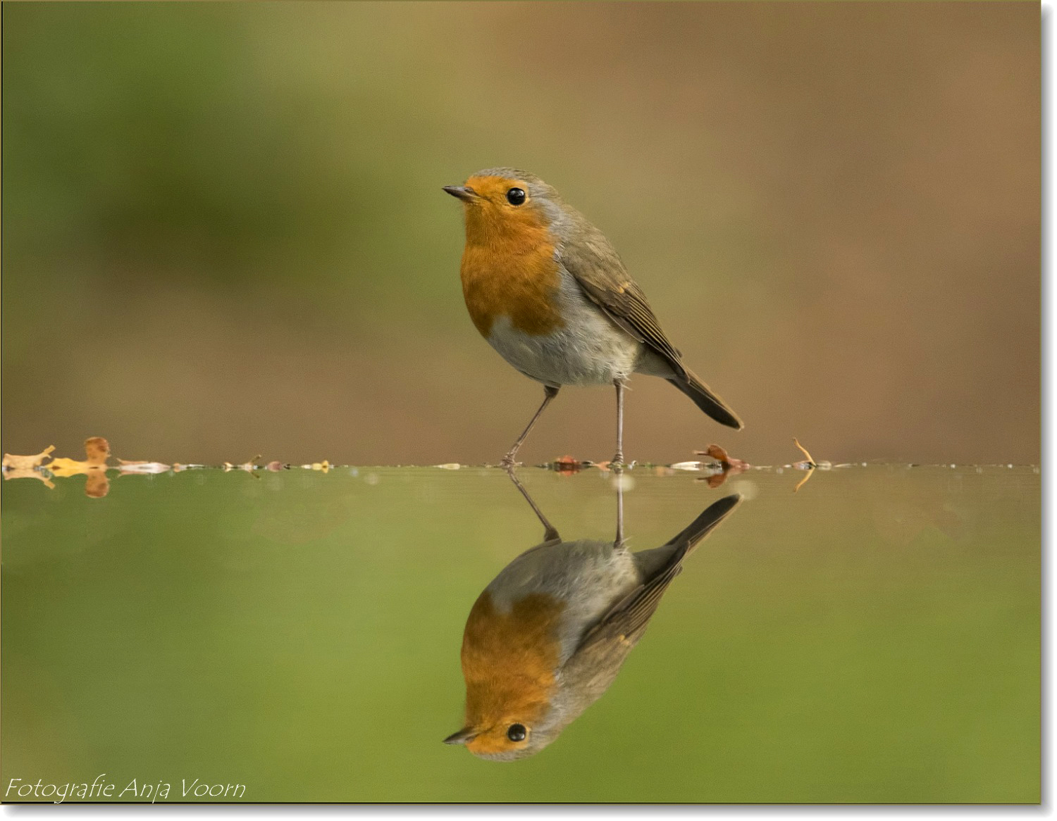 roodborstje-3