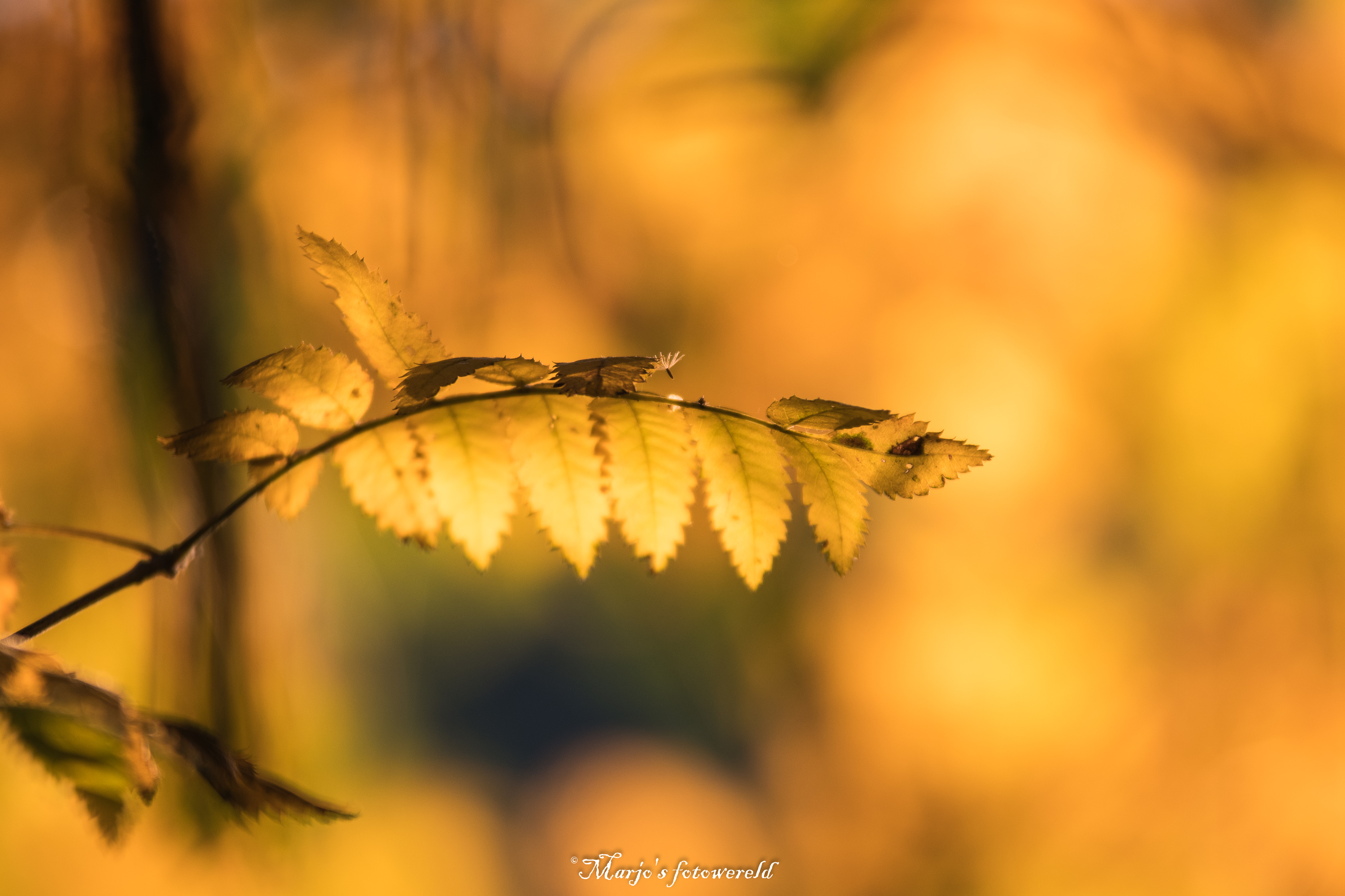 the-golden-light-in-the-morning