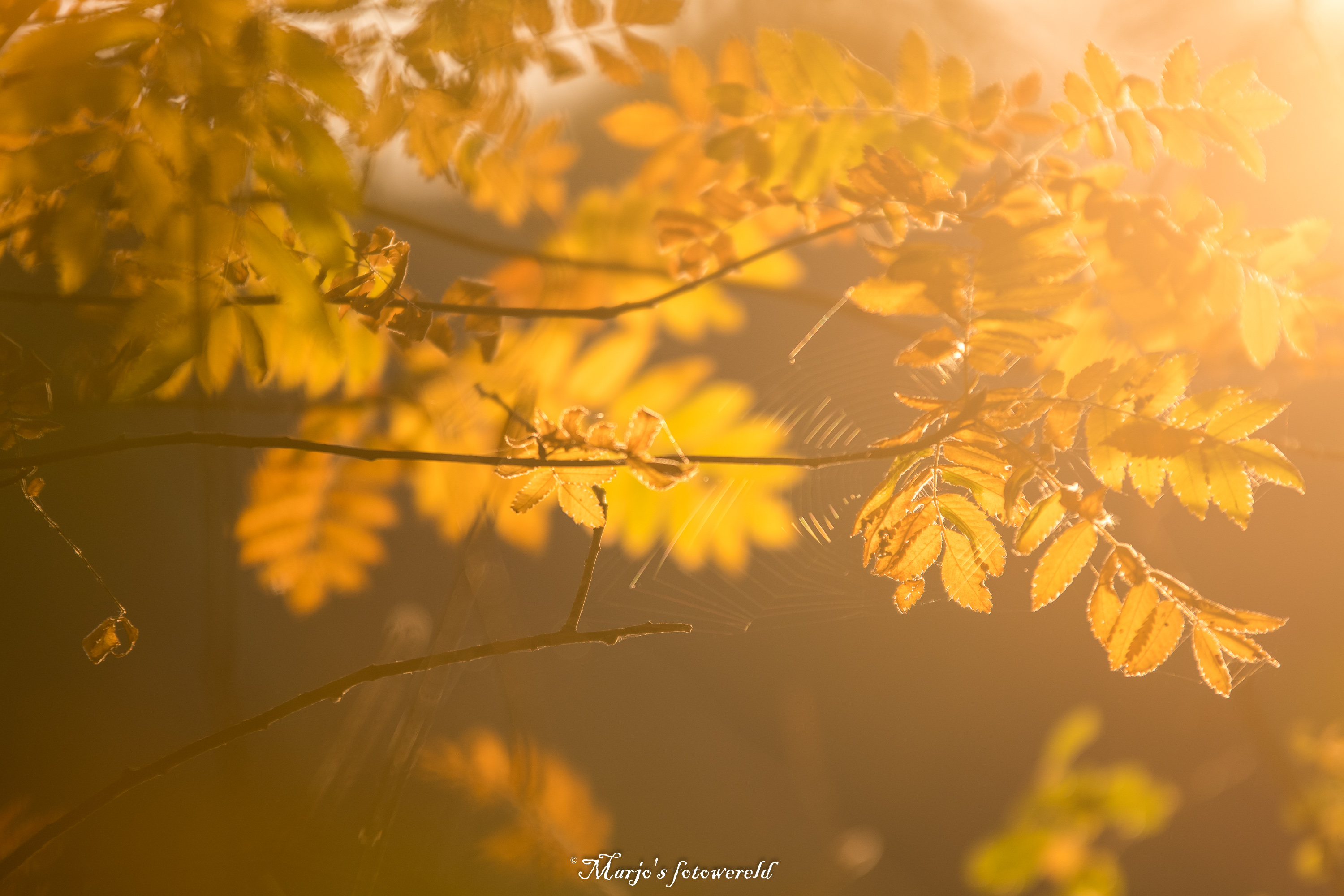 golden-autumn-colours